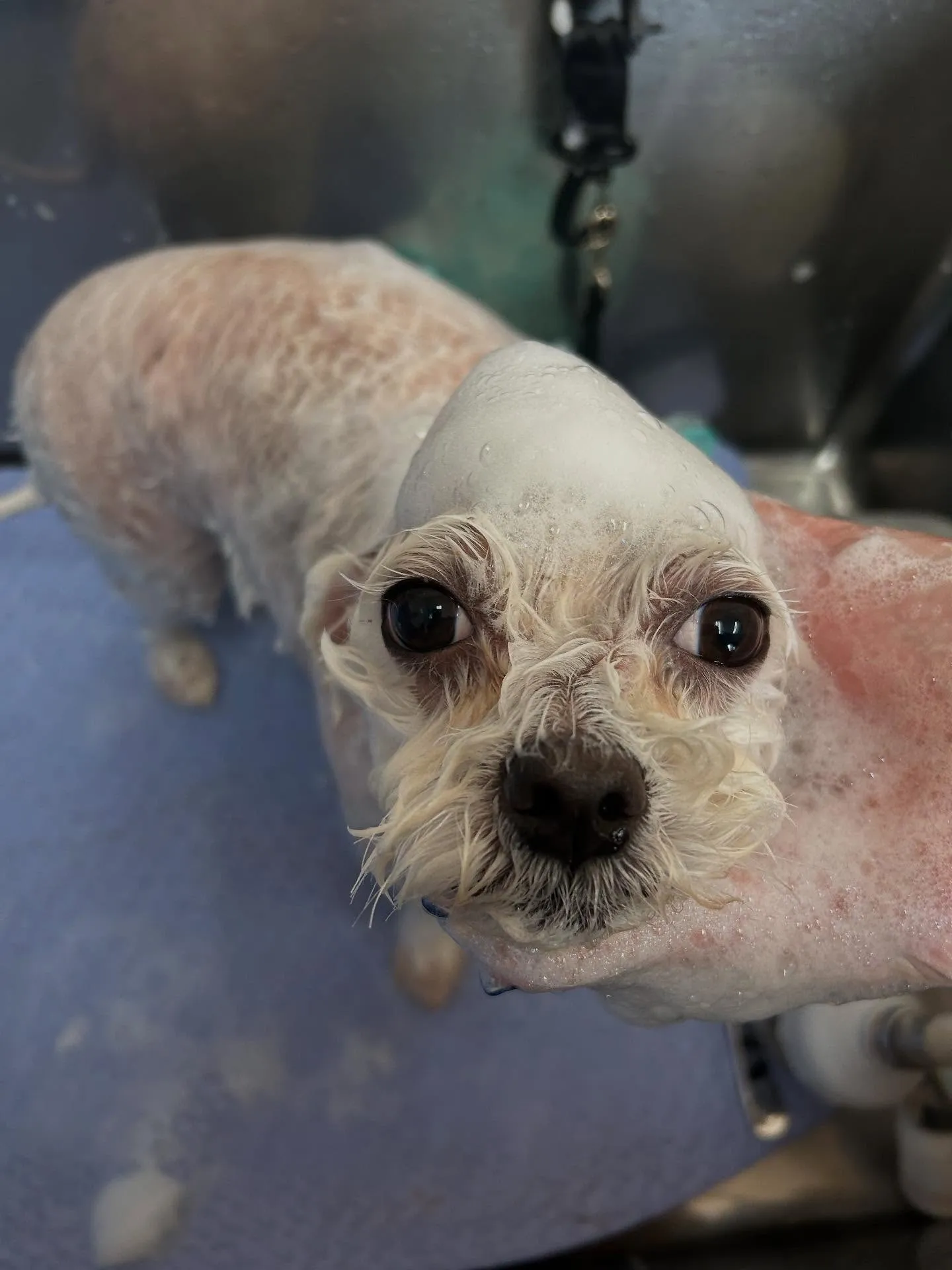 犬のトリミング✂️