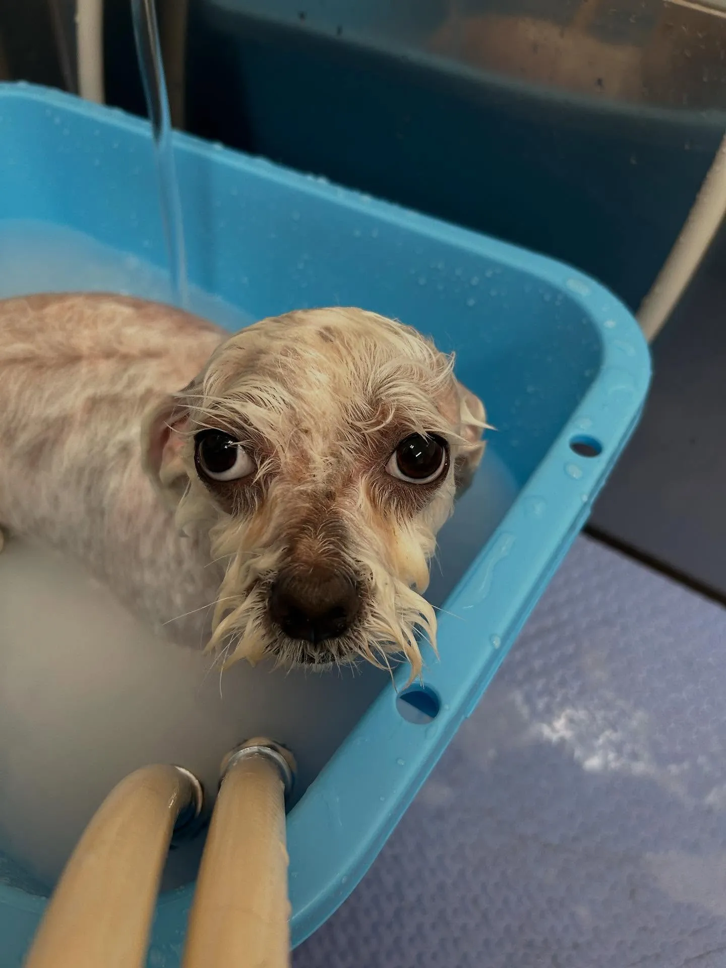犬のトリミング✂️