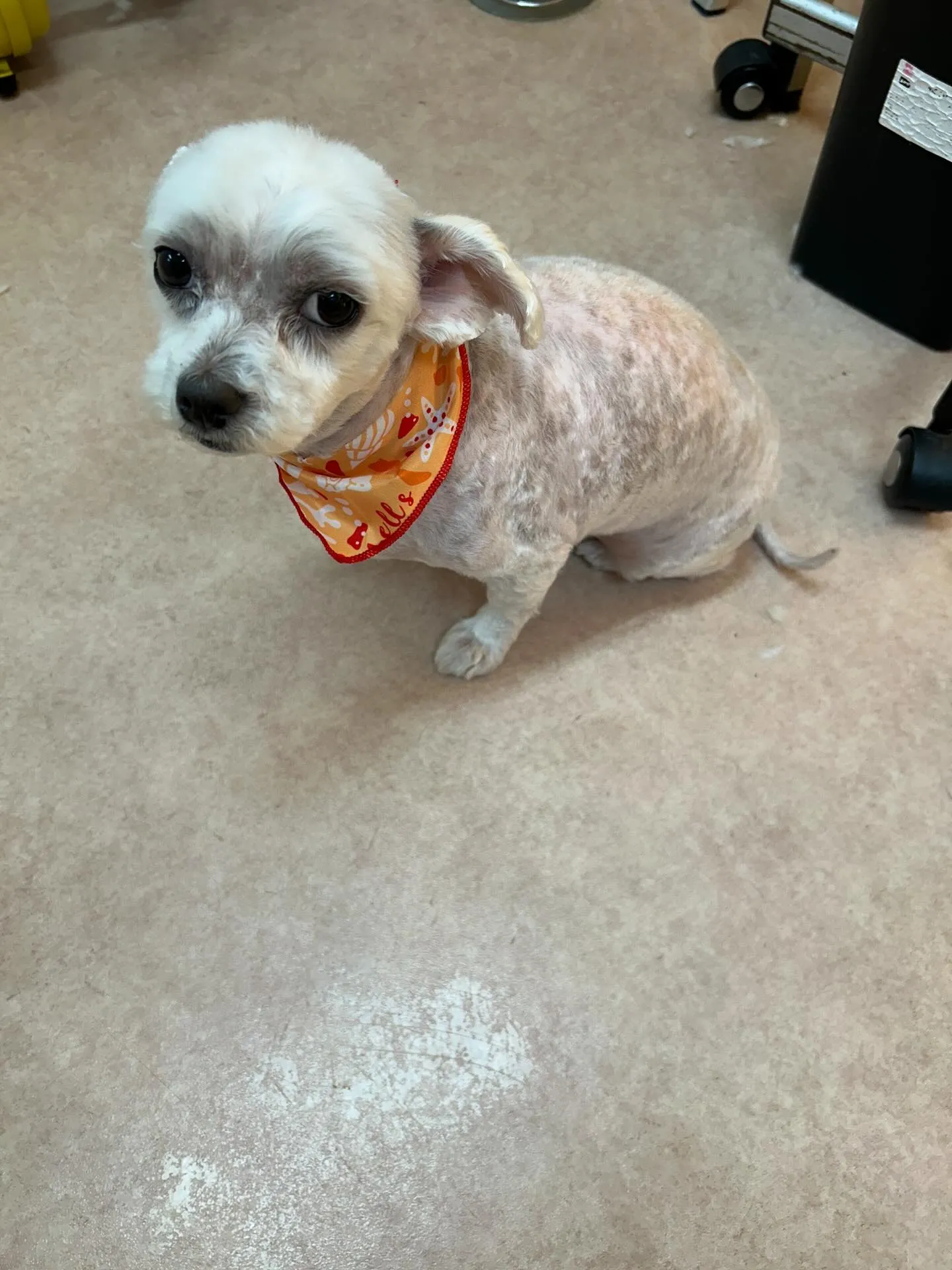 犬のトリミング✂️