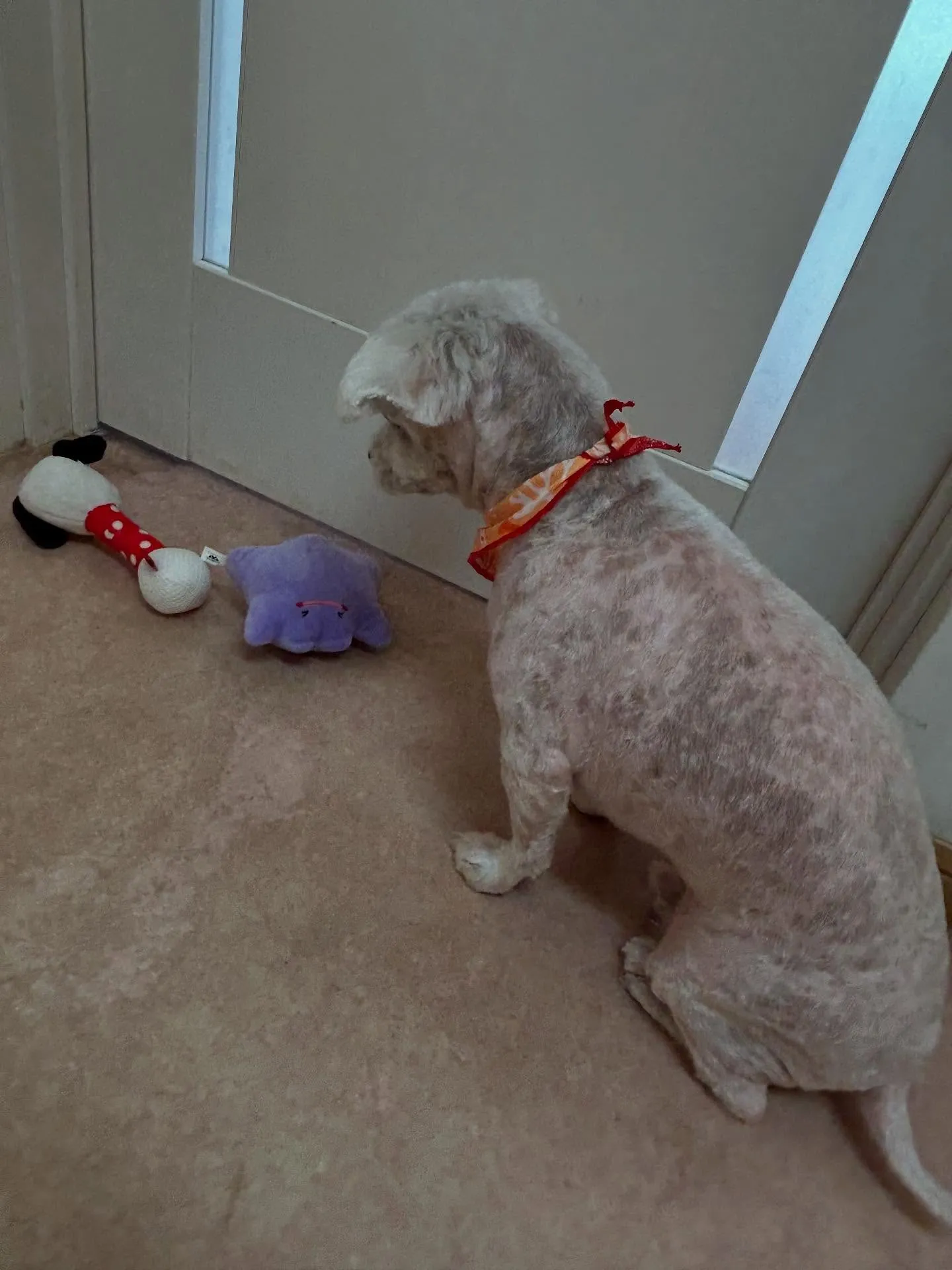 犬のトリミング✂️