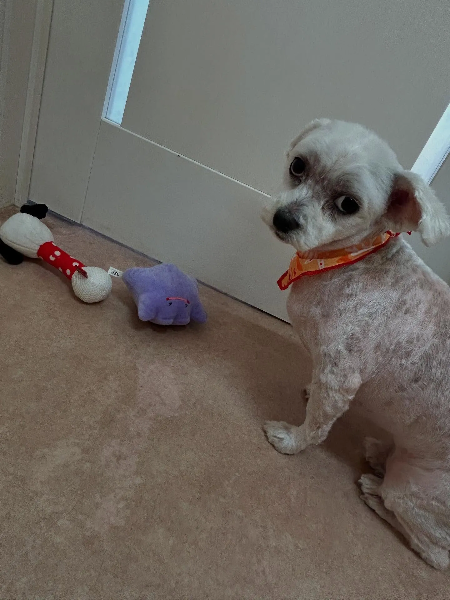 犬のトリミング✂️
