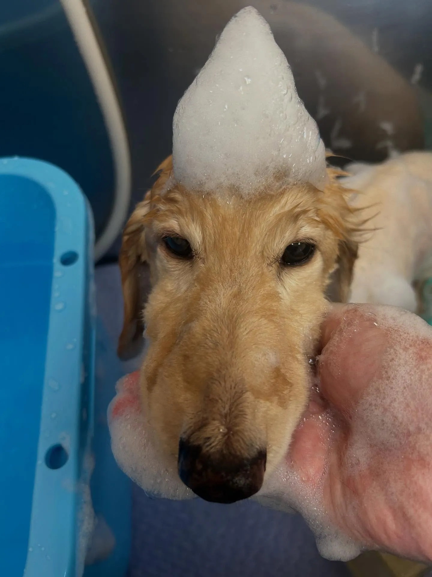 犬のシャンプー🫧