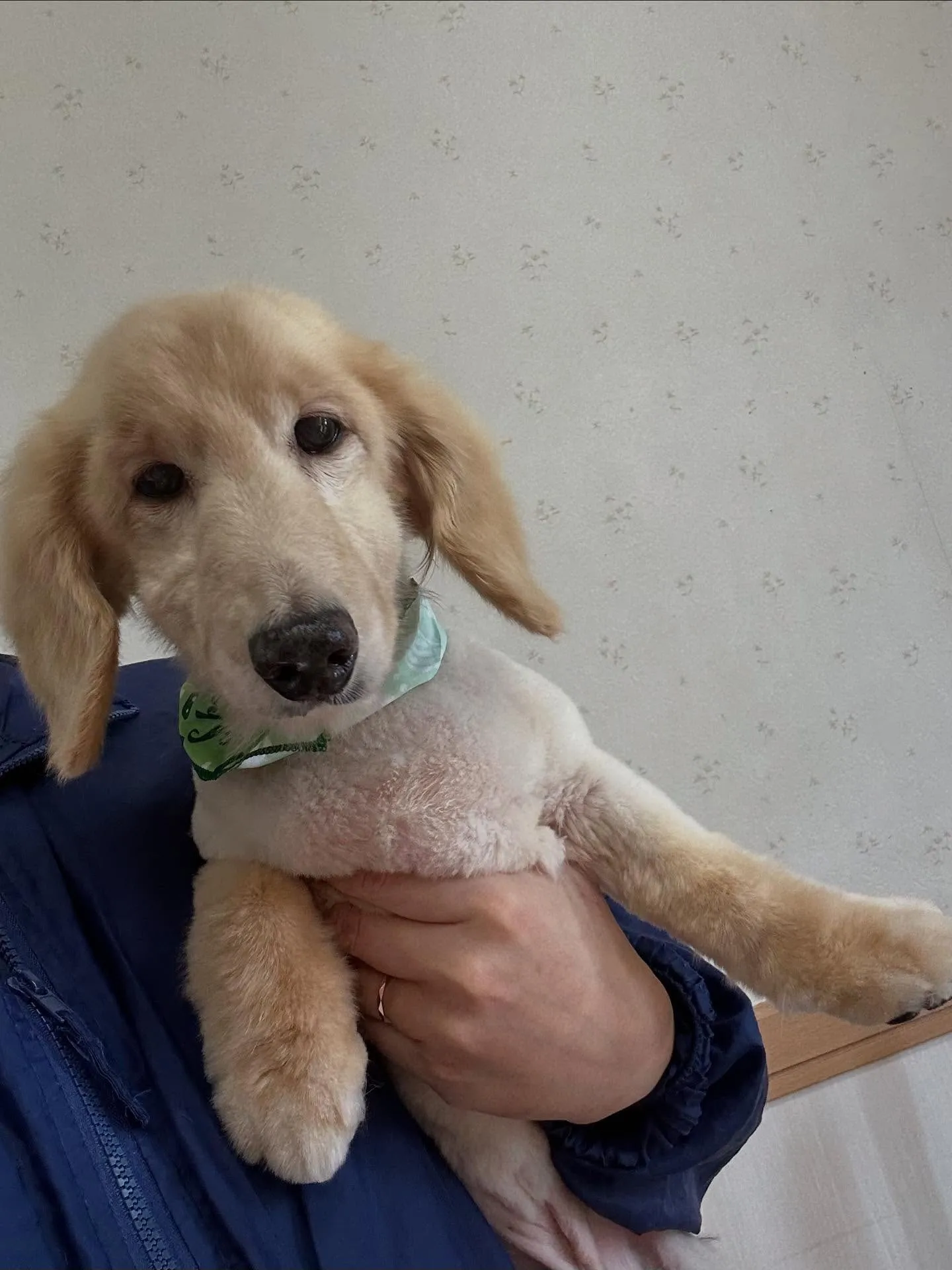 犬のシャンプー🫧