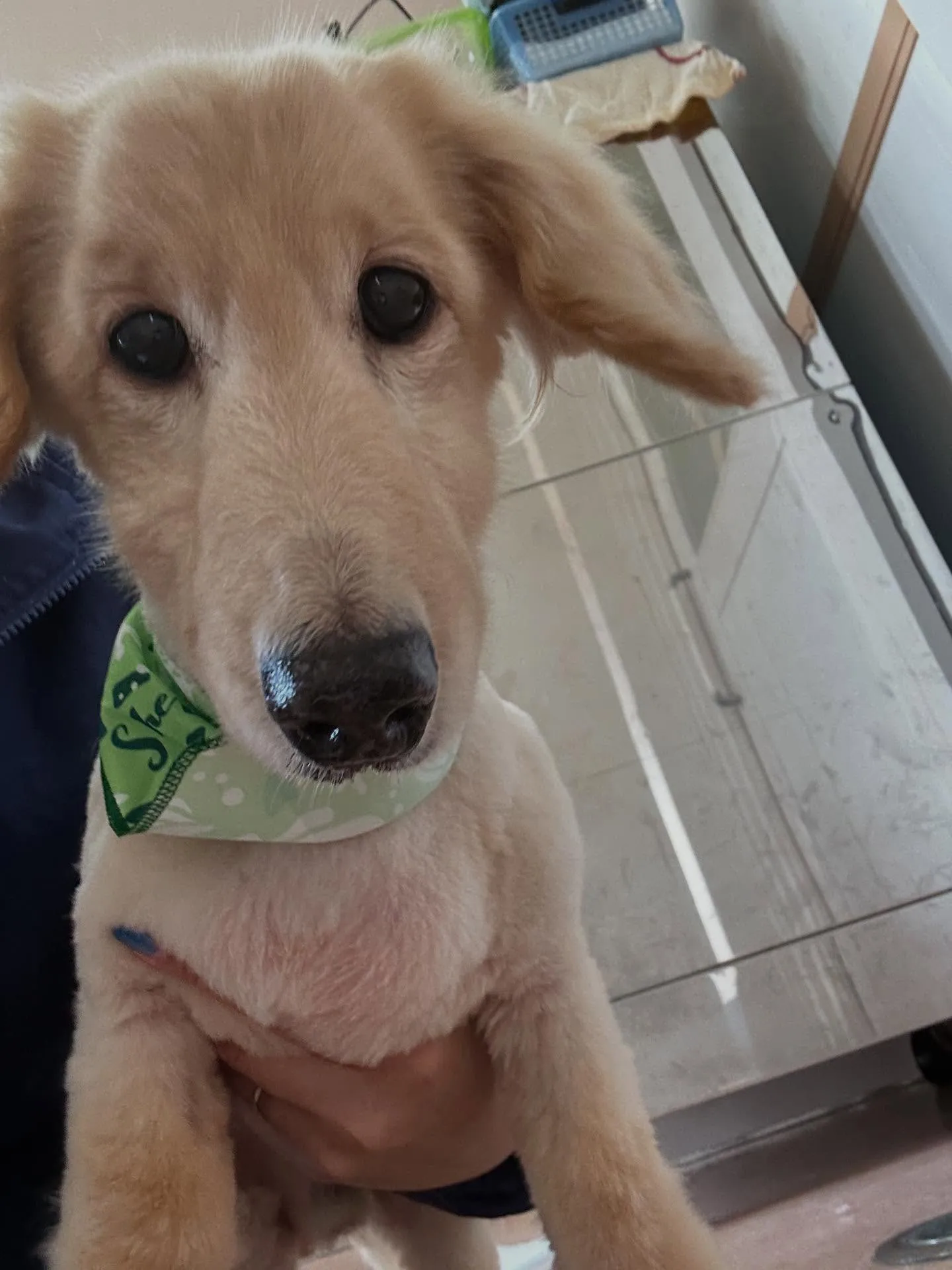 犬のシャンプー🫧