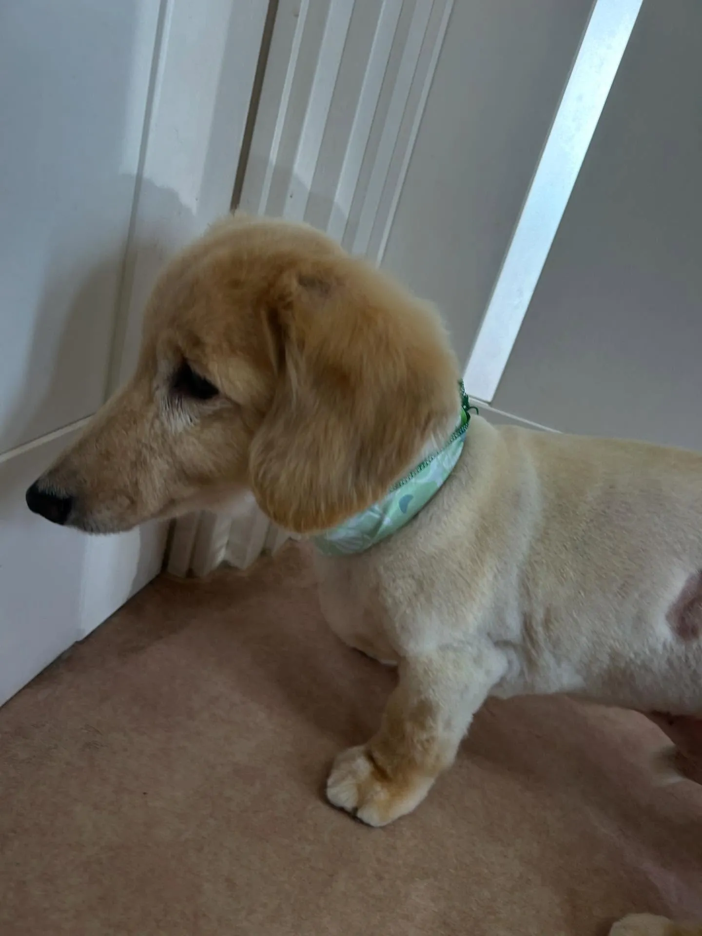 犬のシャンプー🫧