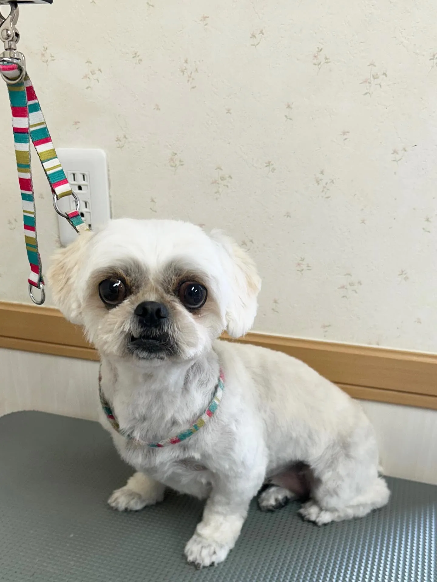犬のトリミング✂️