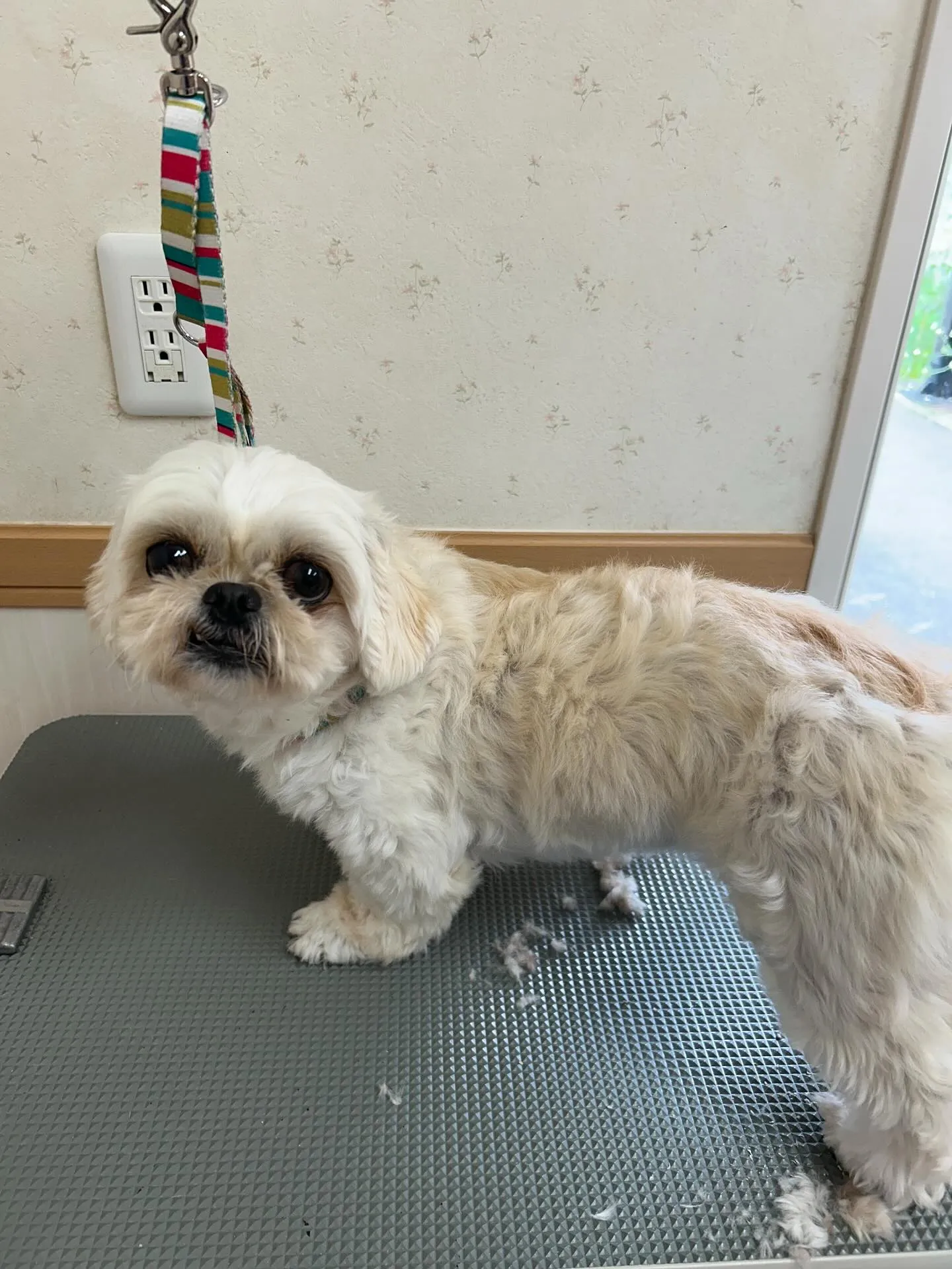 犬のトリミング✂️