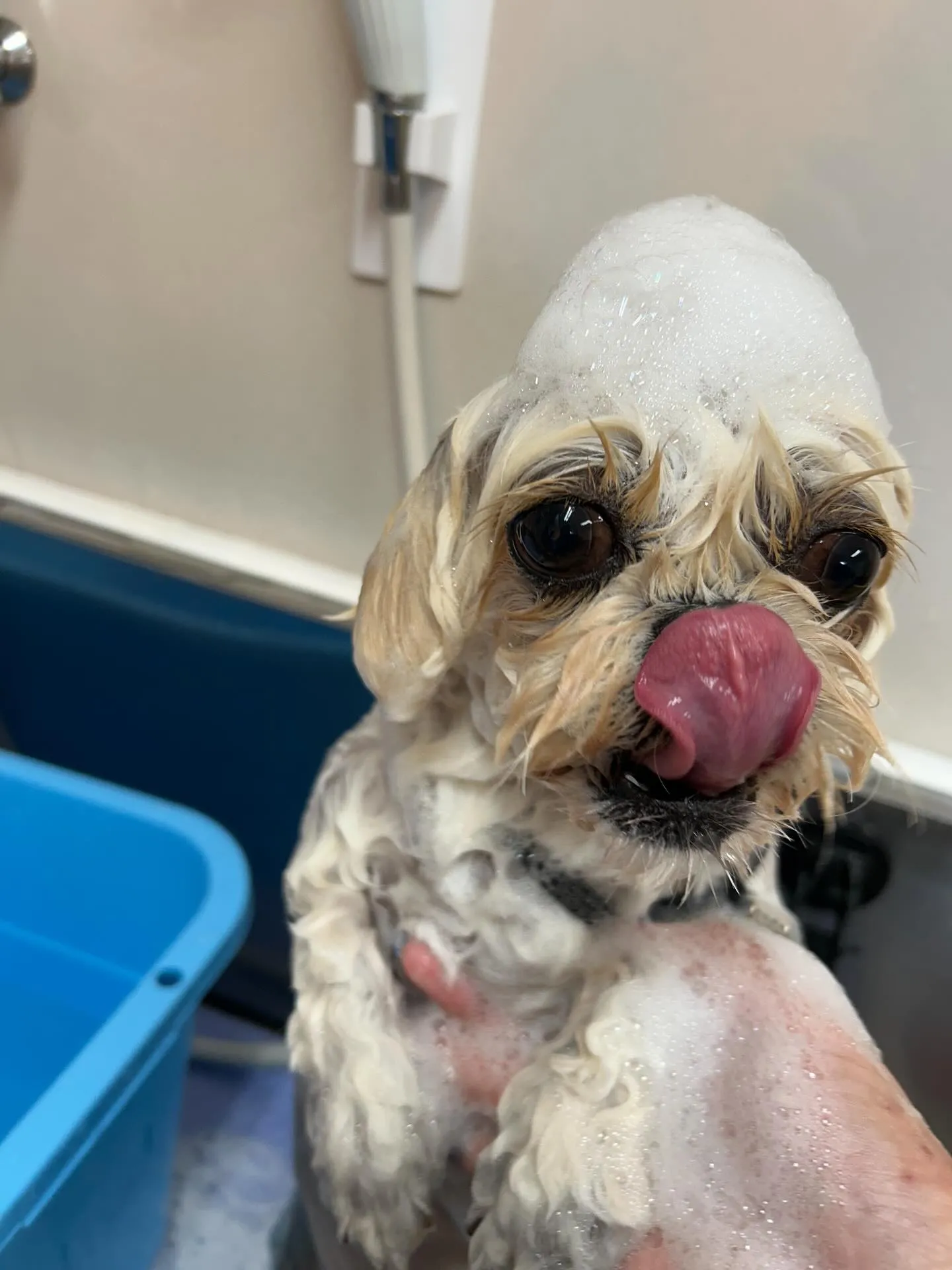 犬のトリミング✂️