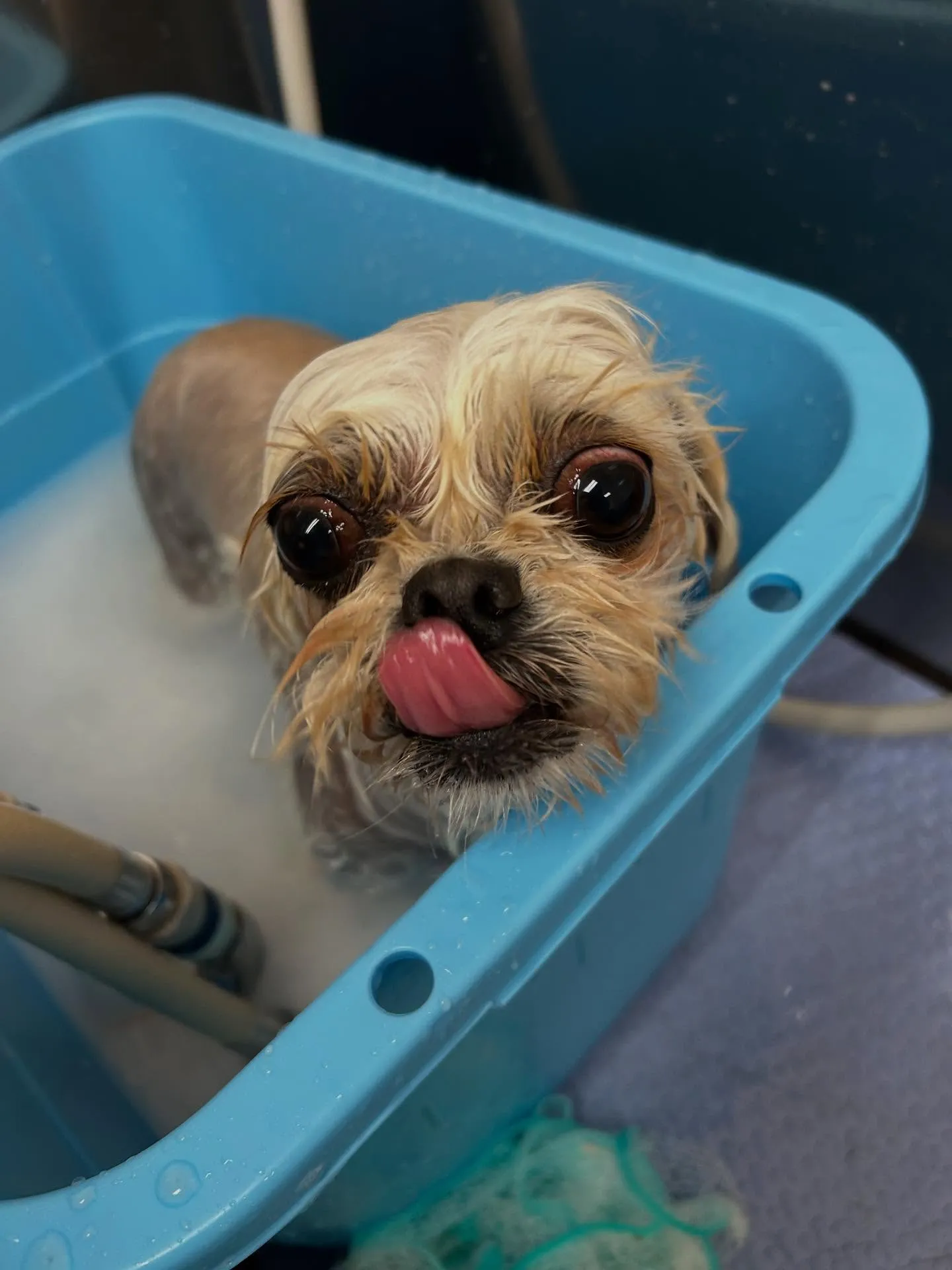 犬のトリミング✂️