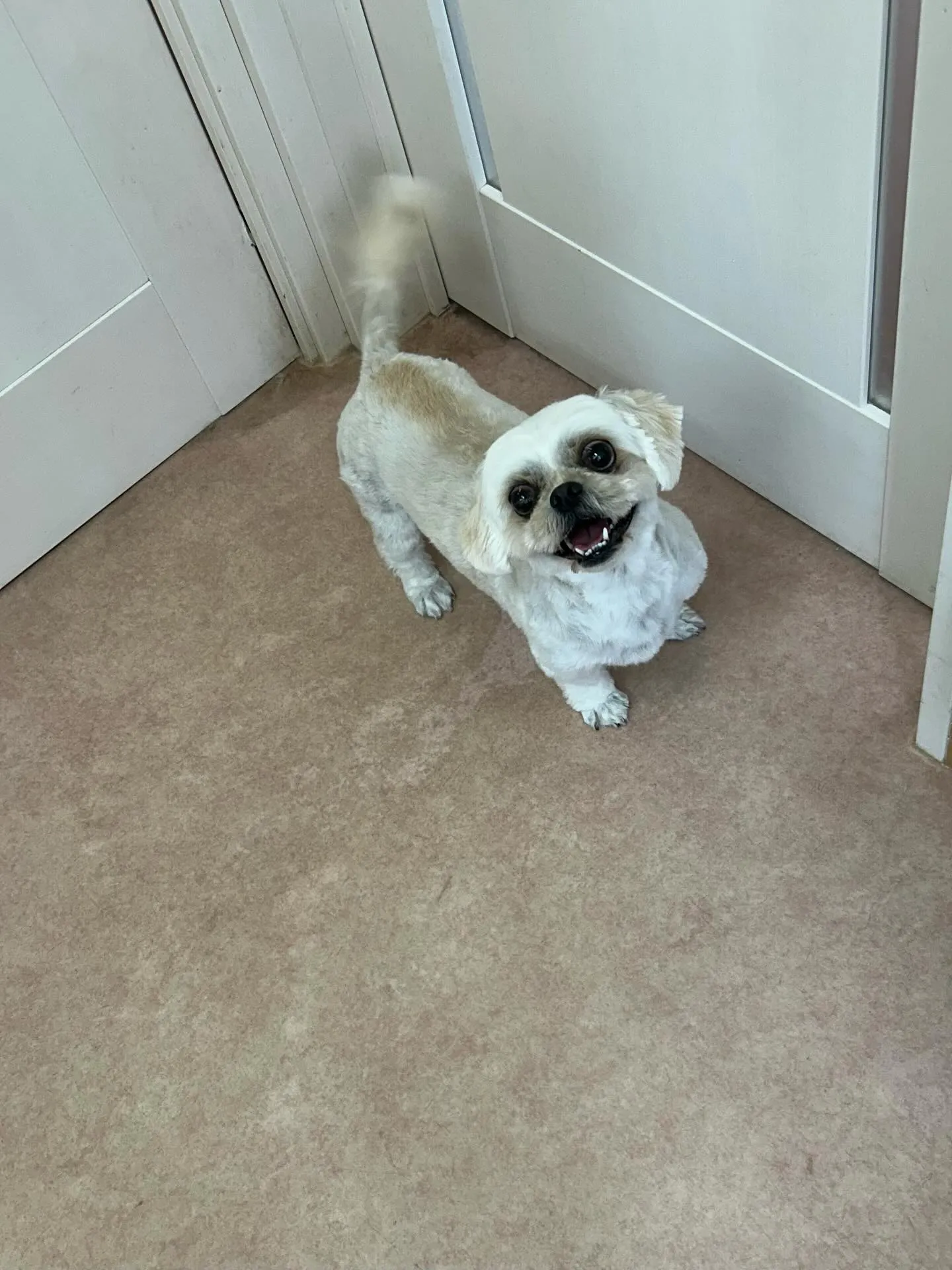 犬のトリミング✂️