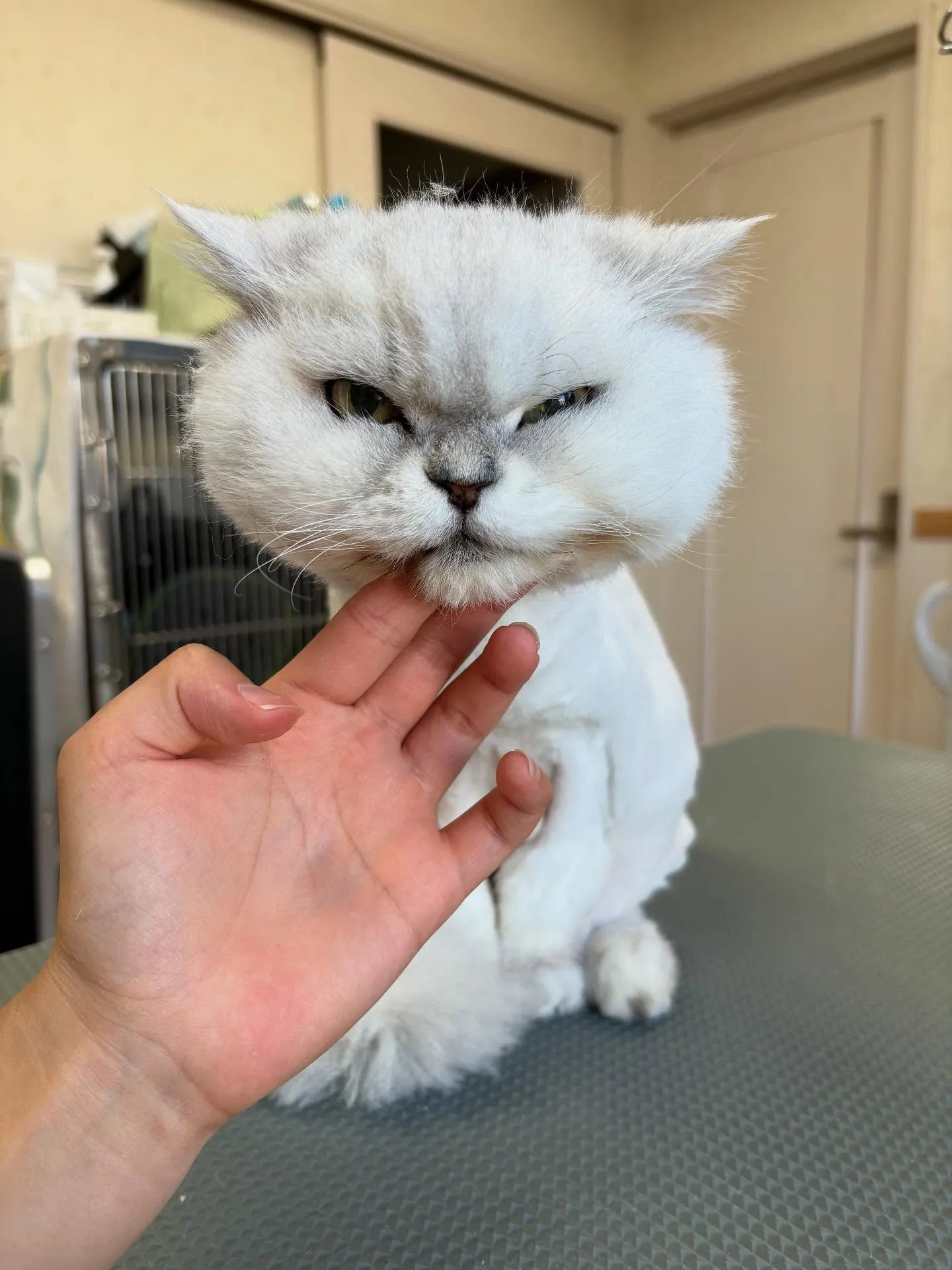 猫のトリミング✂️