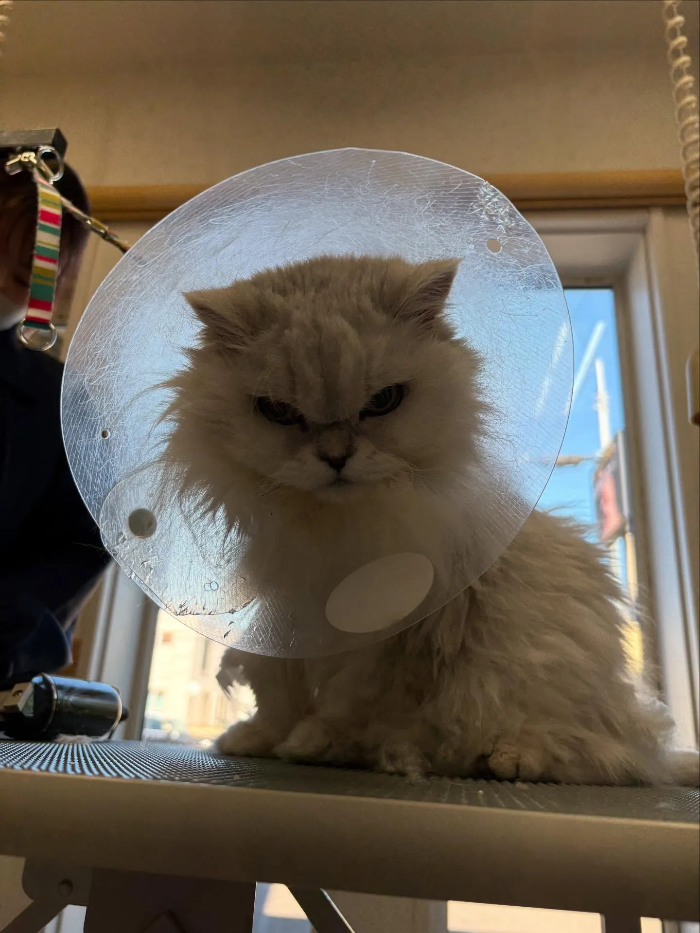 猫のトリミング✂️
