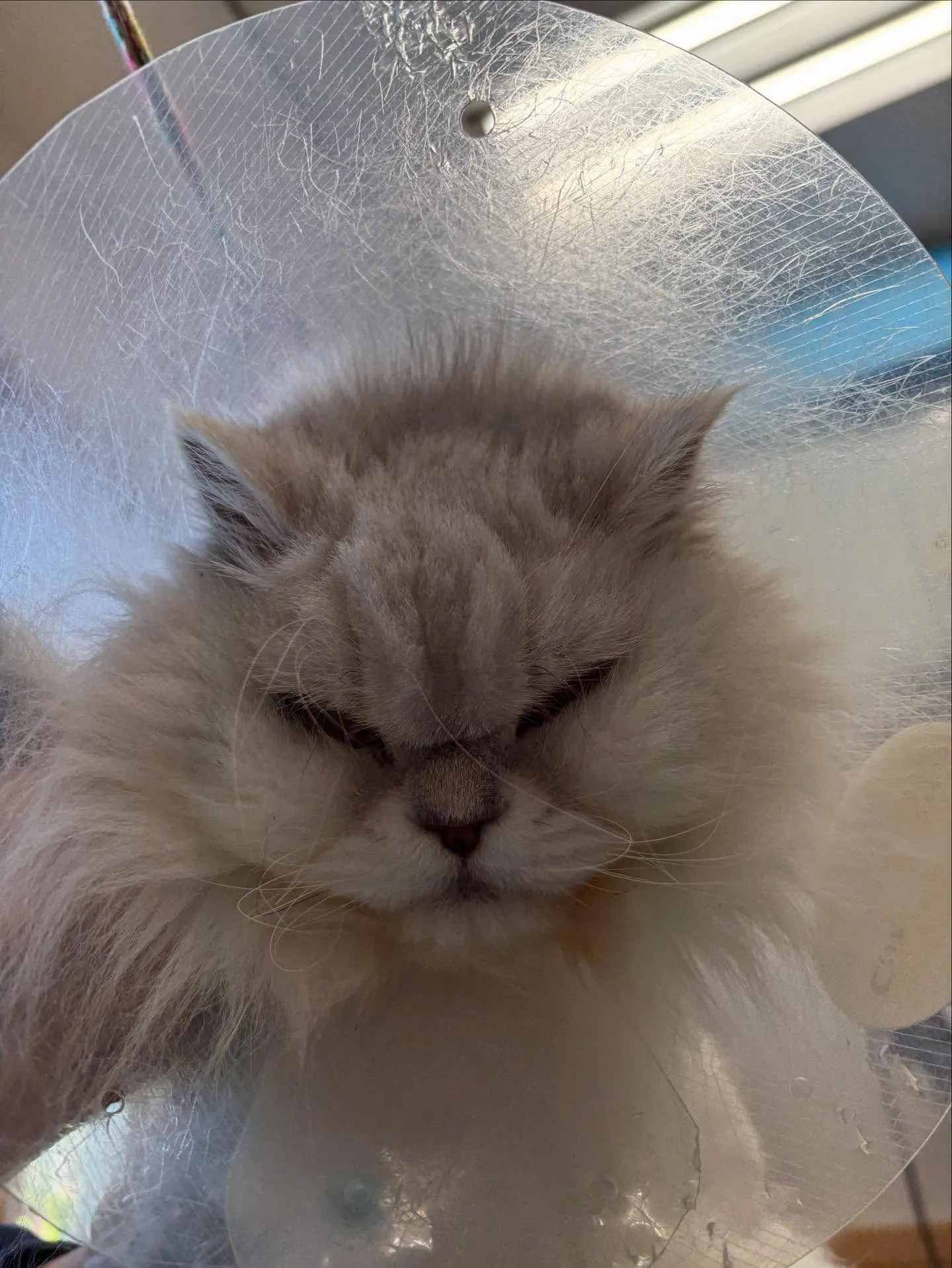 猫のトリミング✂️