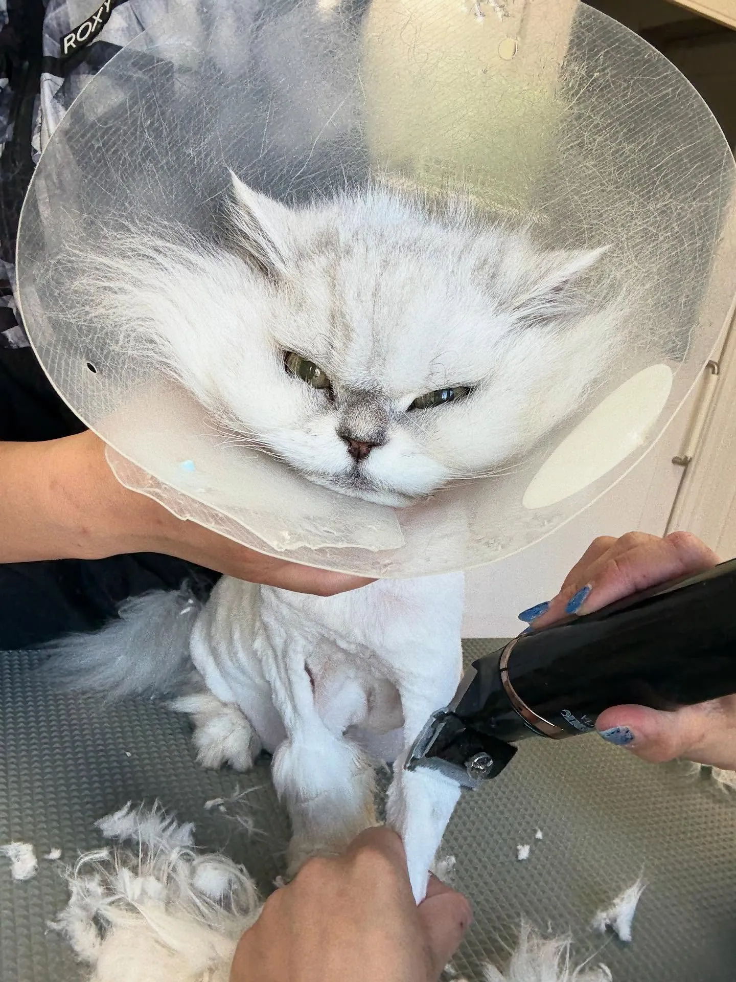 猫のトリミング✂️