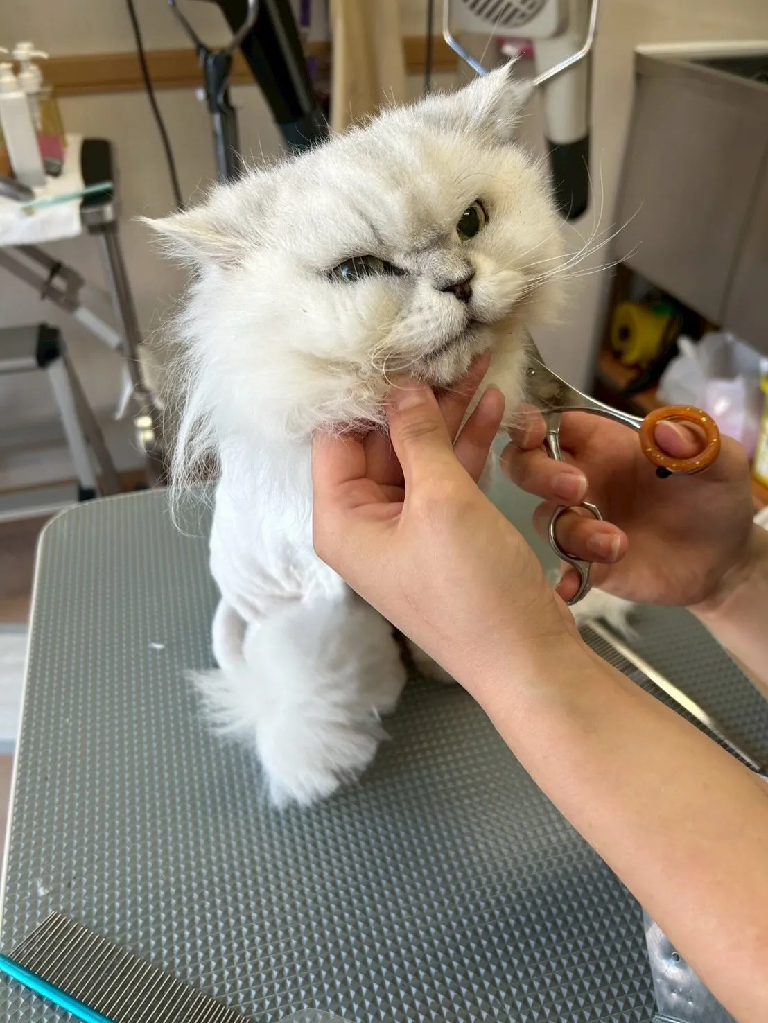 猫のトリミング✂️