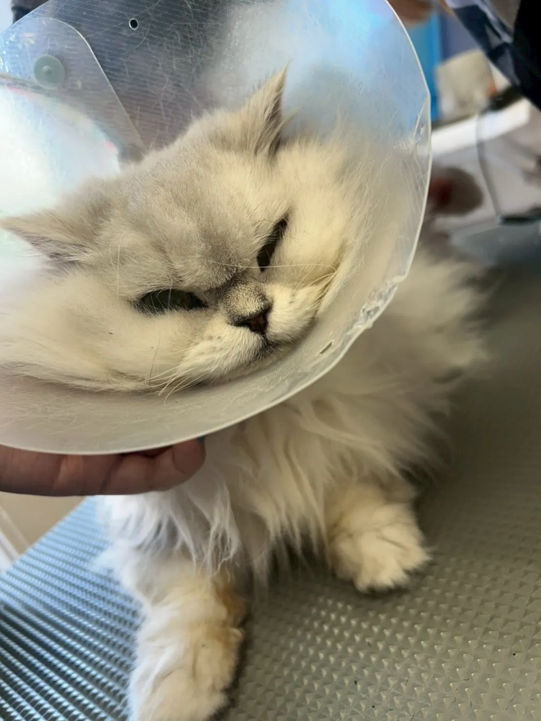 猫のトリミング✂️
