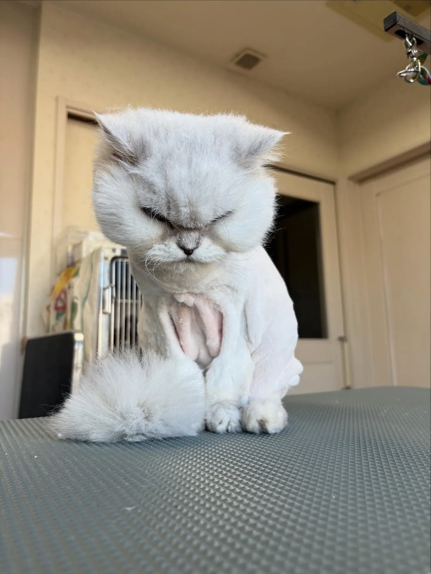 猫のトリミング✂️