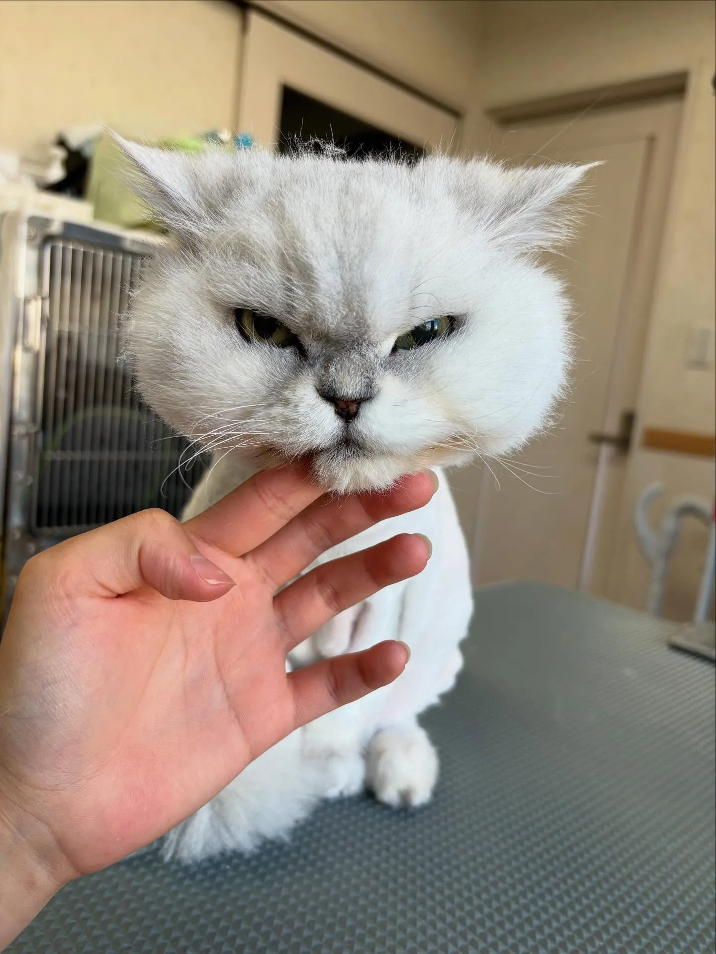 猫のトリミング✂️