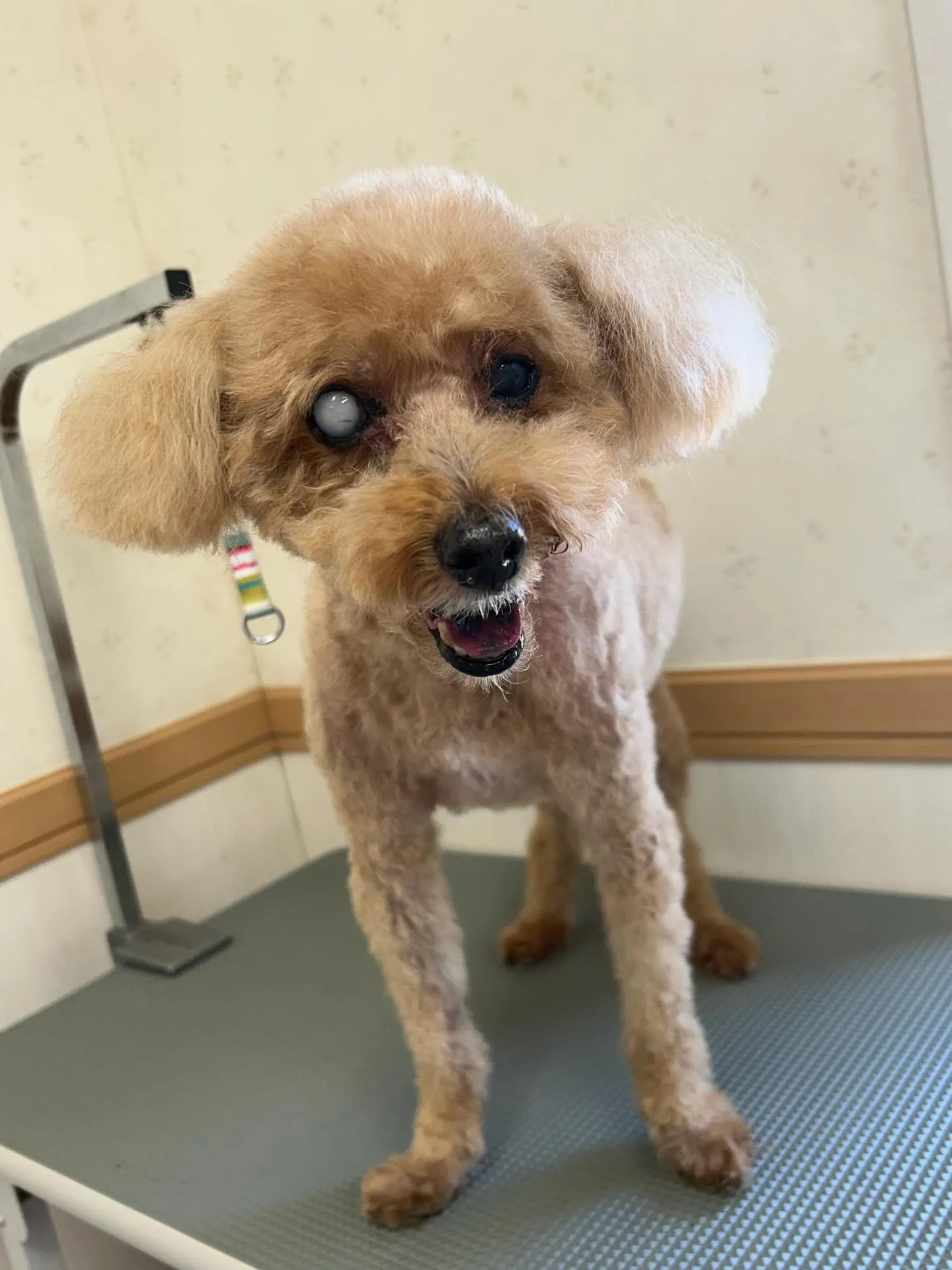 犬のトリミング✂️
