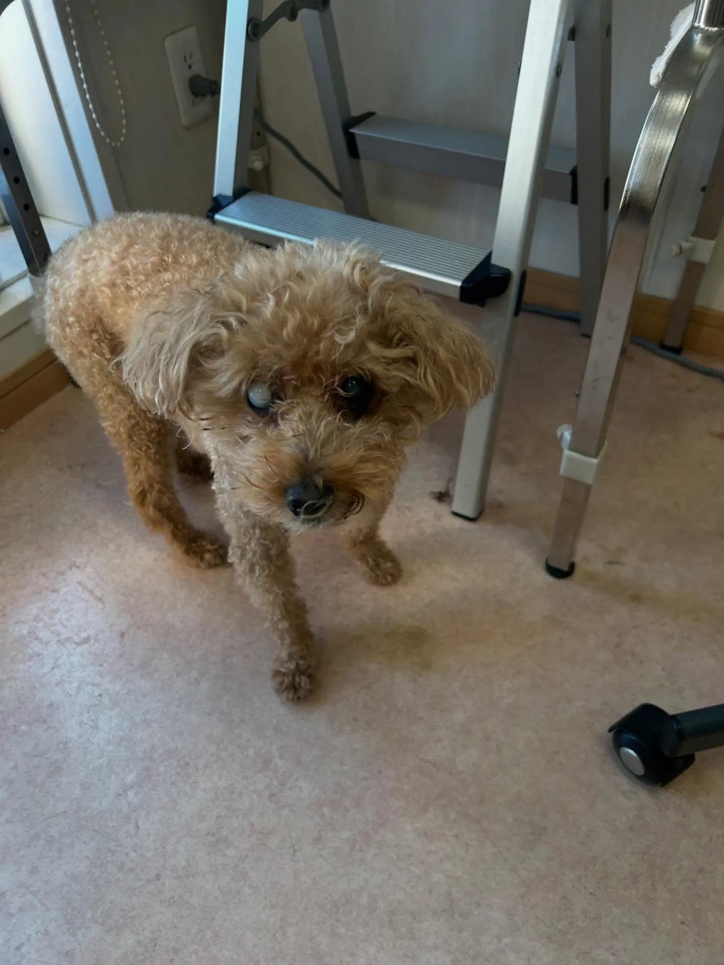 犬のトリミング✂️