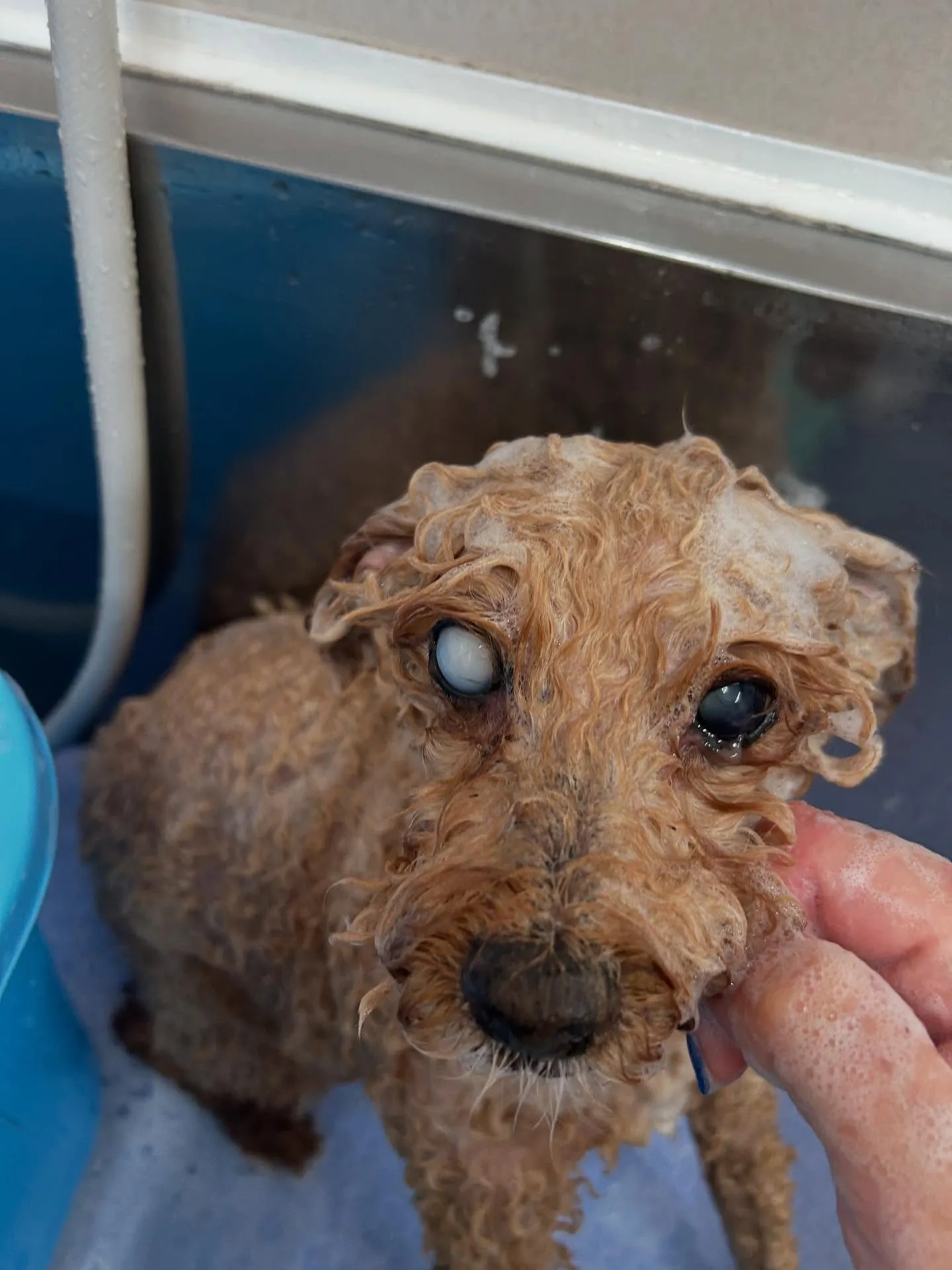 犬のトリミング✂️