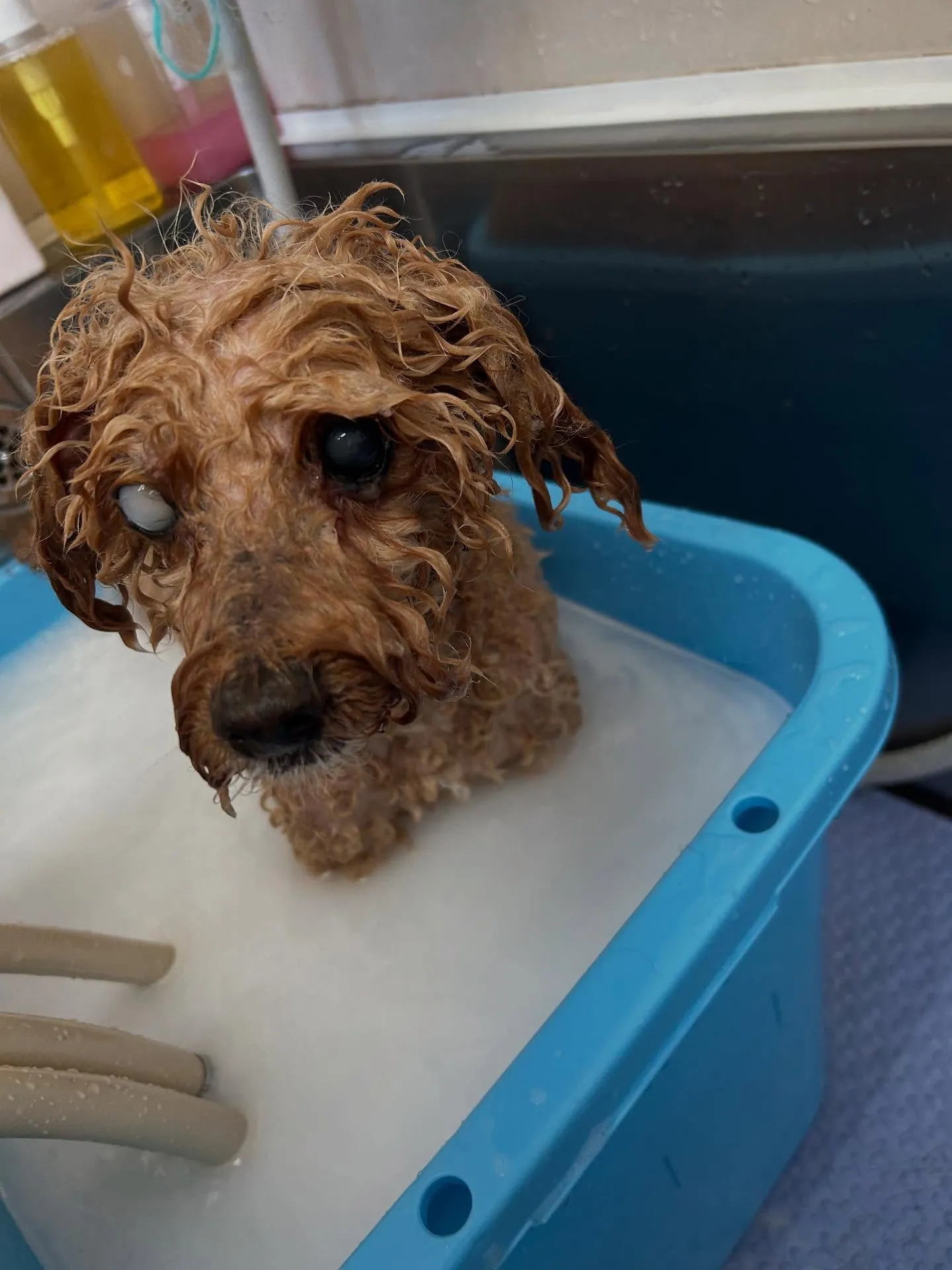 犬のトリミング✂️