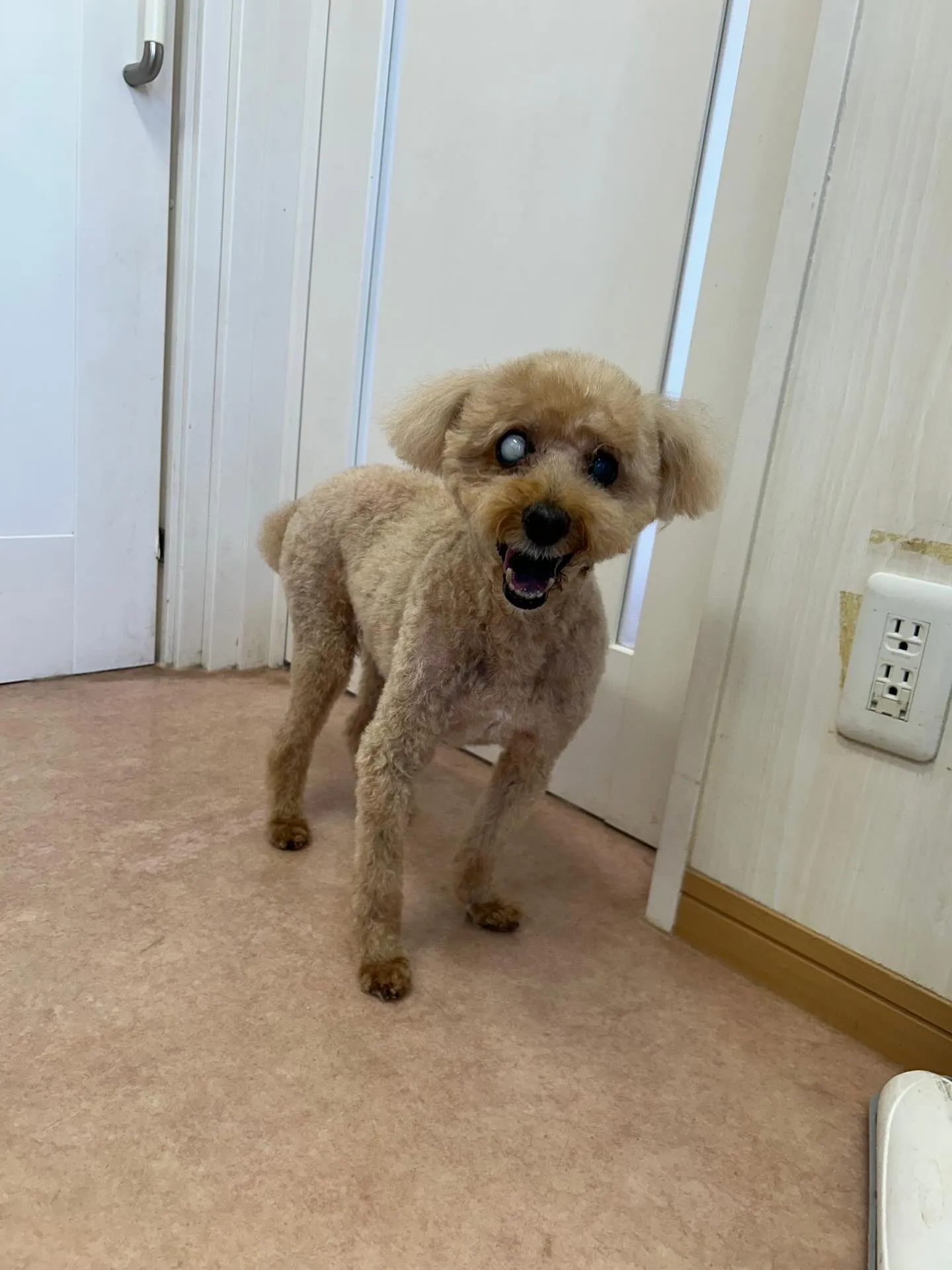 犬のトリミング✂️