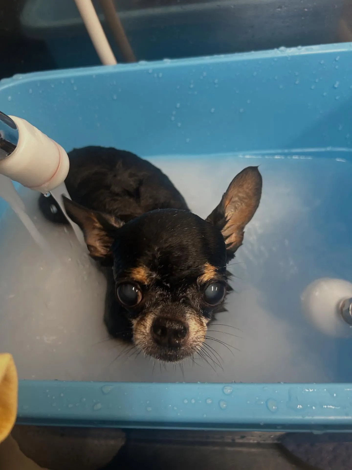 犬のシャンプー🫧