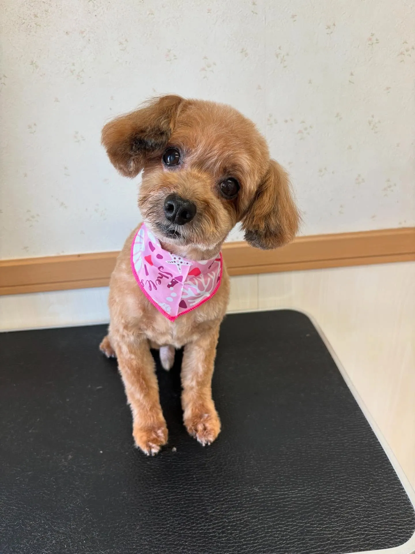 犬のトリミング✂️