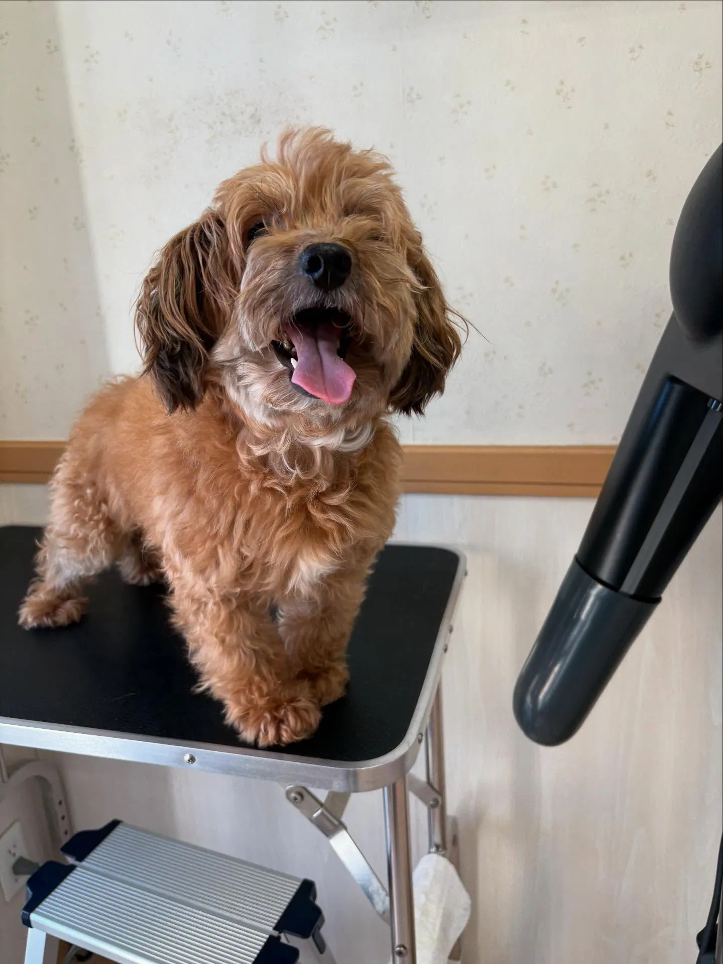 犬のトリミング✂️