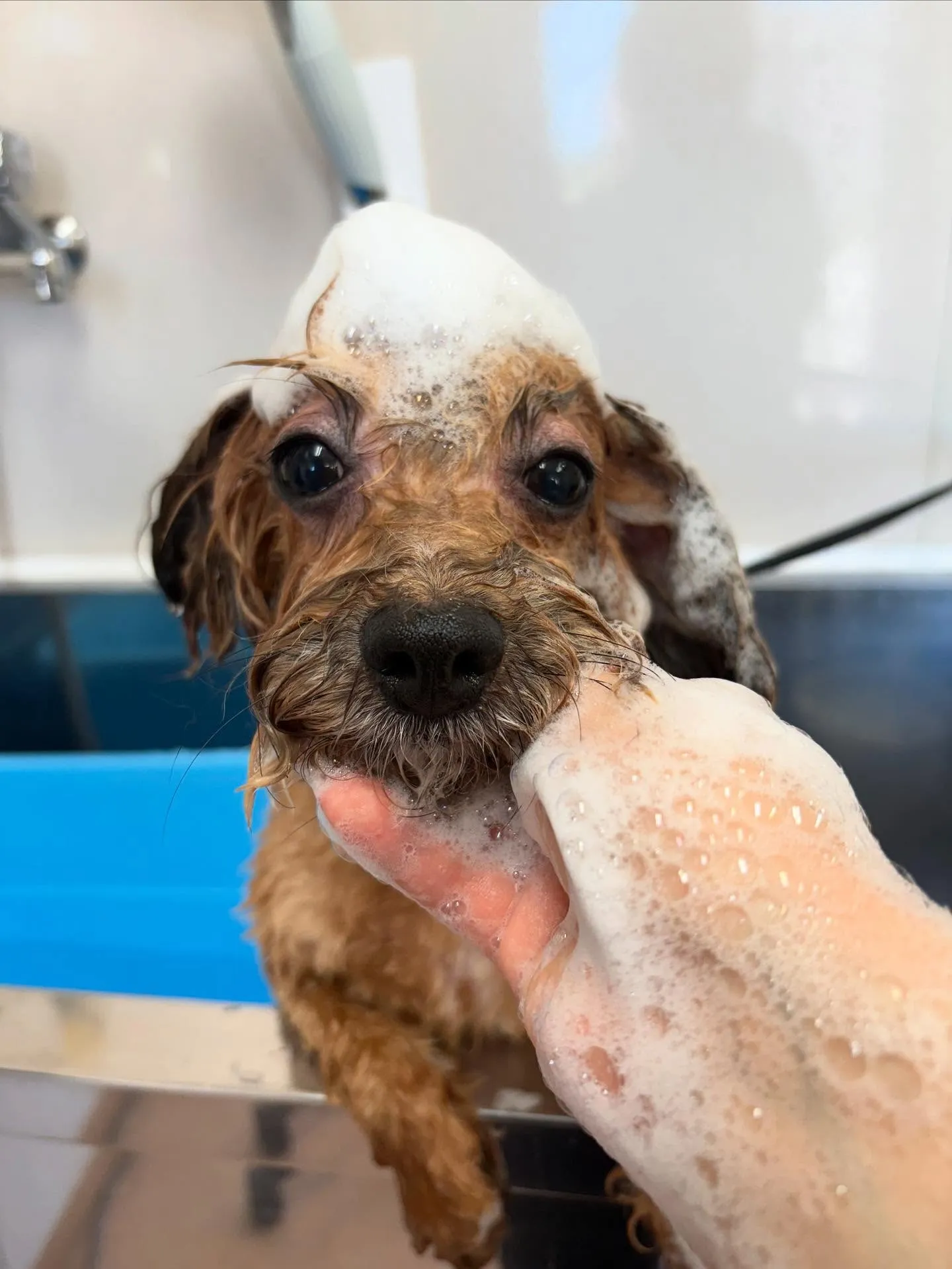 犬のトリミング✂️