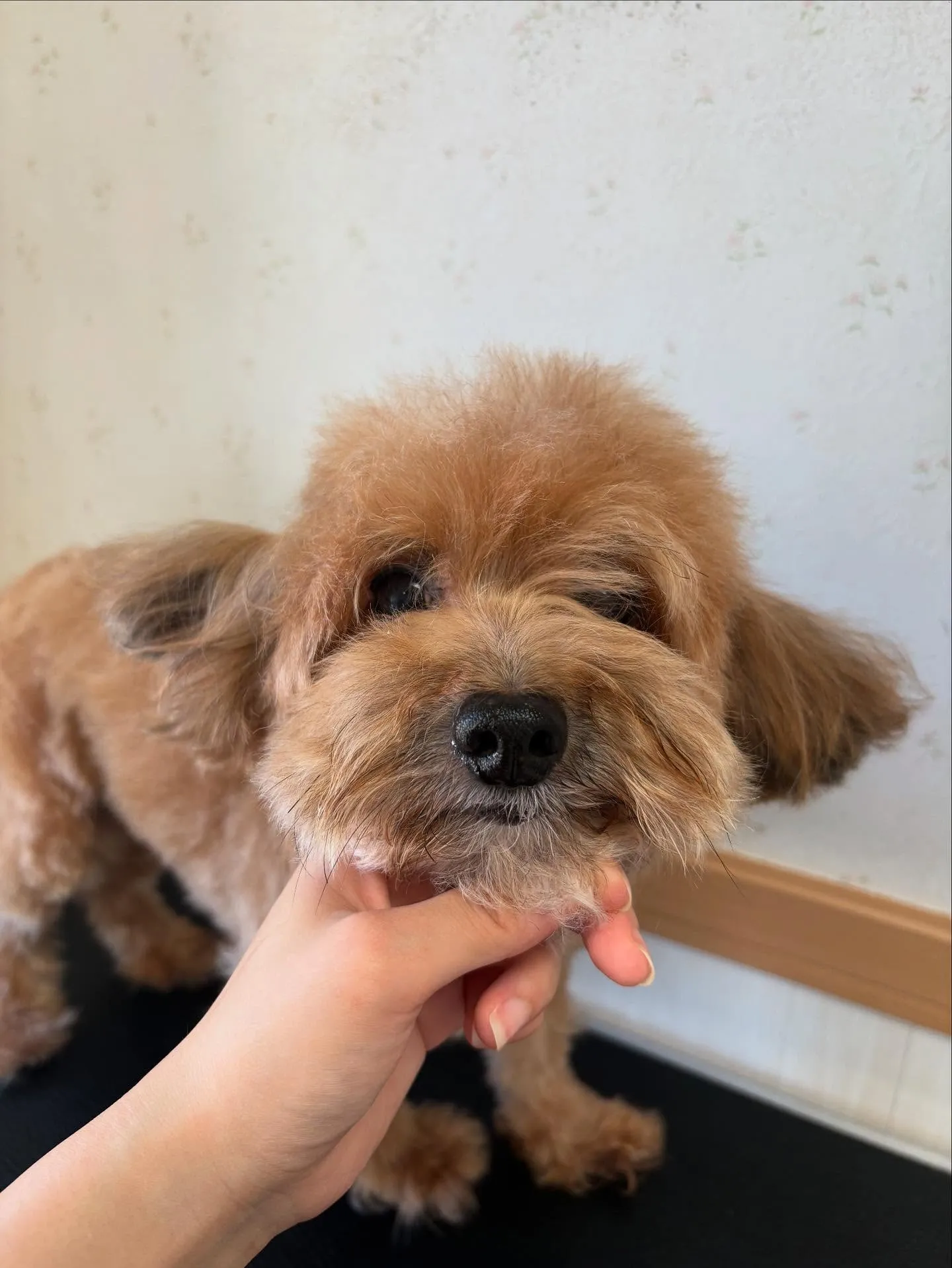 犬のトリミング✂️