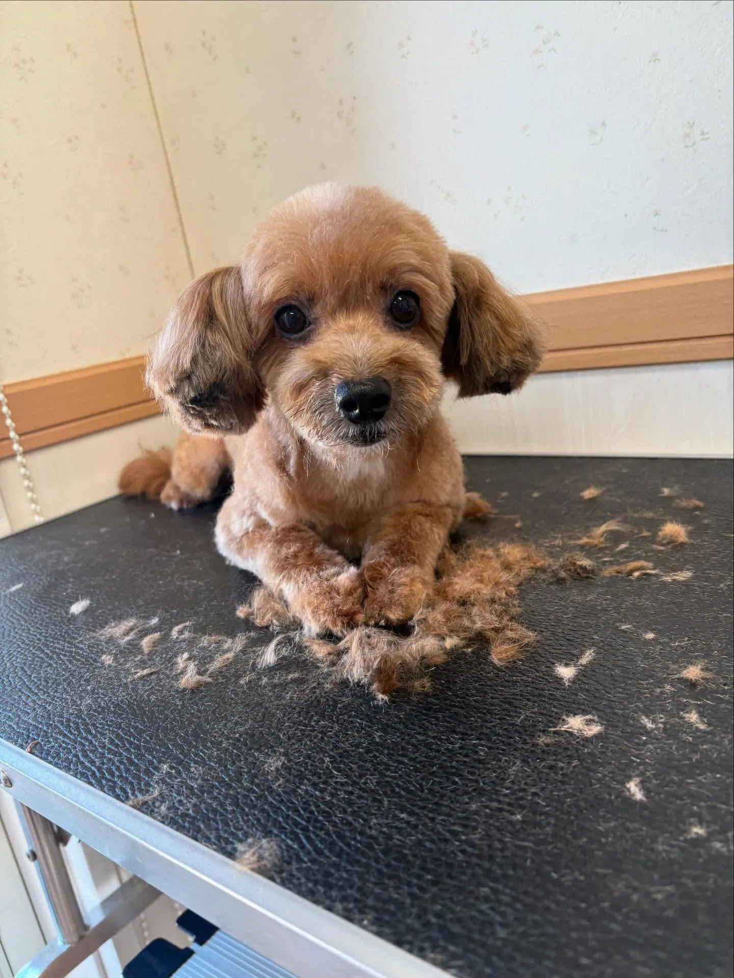 犬のトリミング✂️