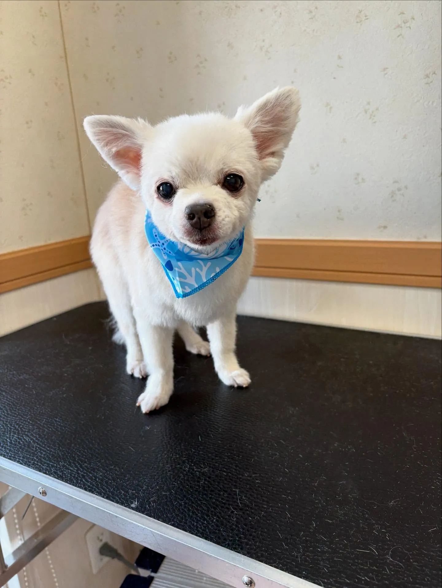 犬のトリミング✂️