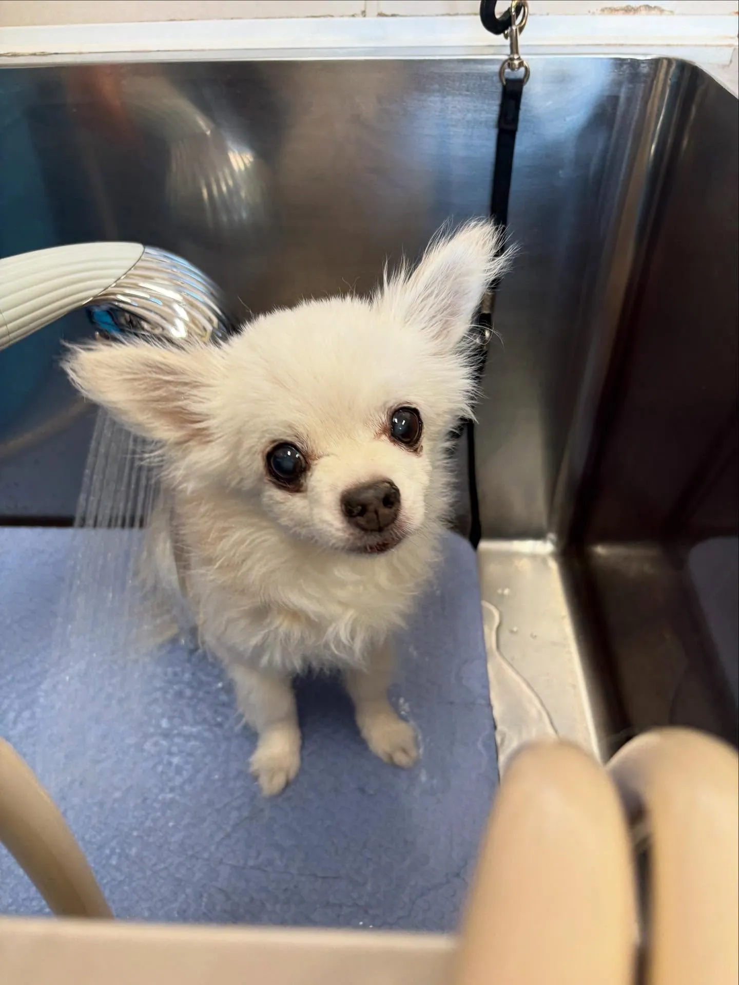 犬のトリミング✂️