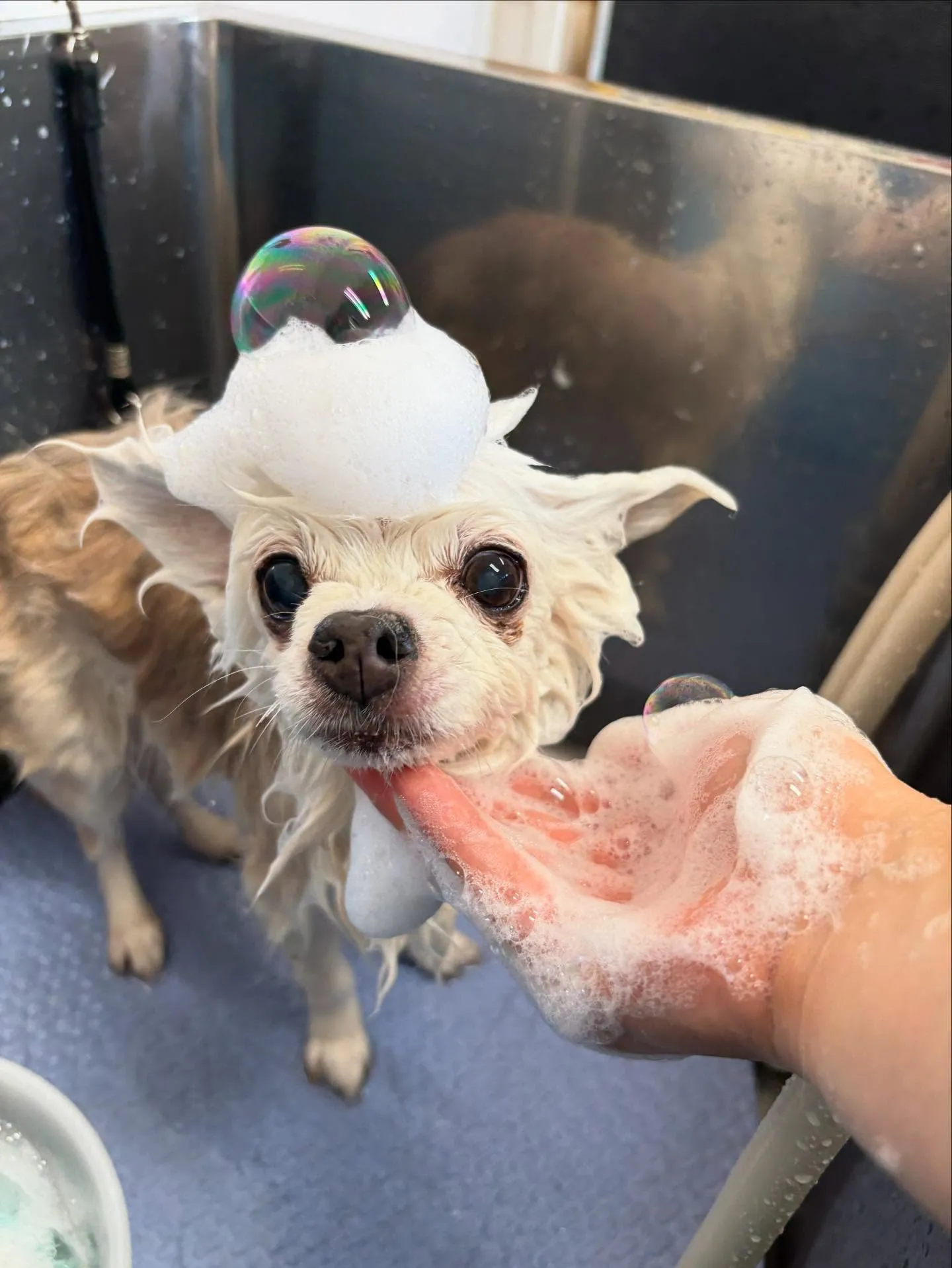 犬のトリミング✂️