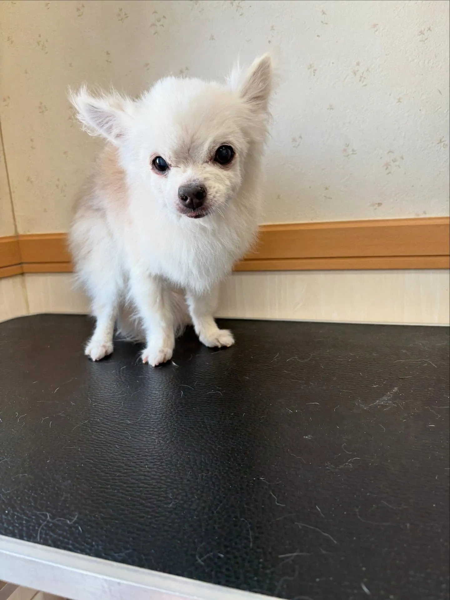 犬のトリミング✂️