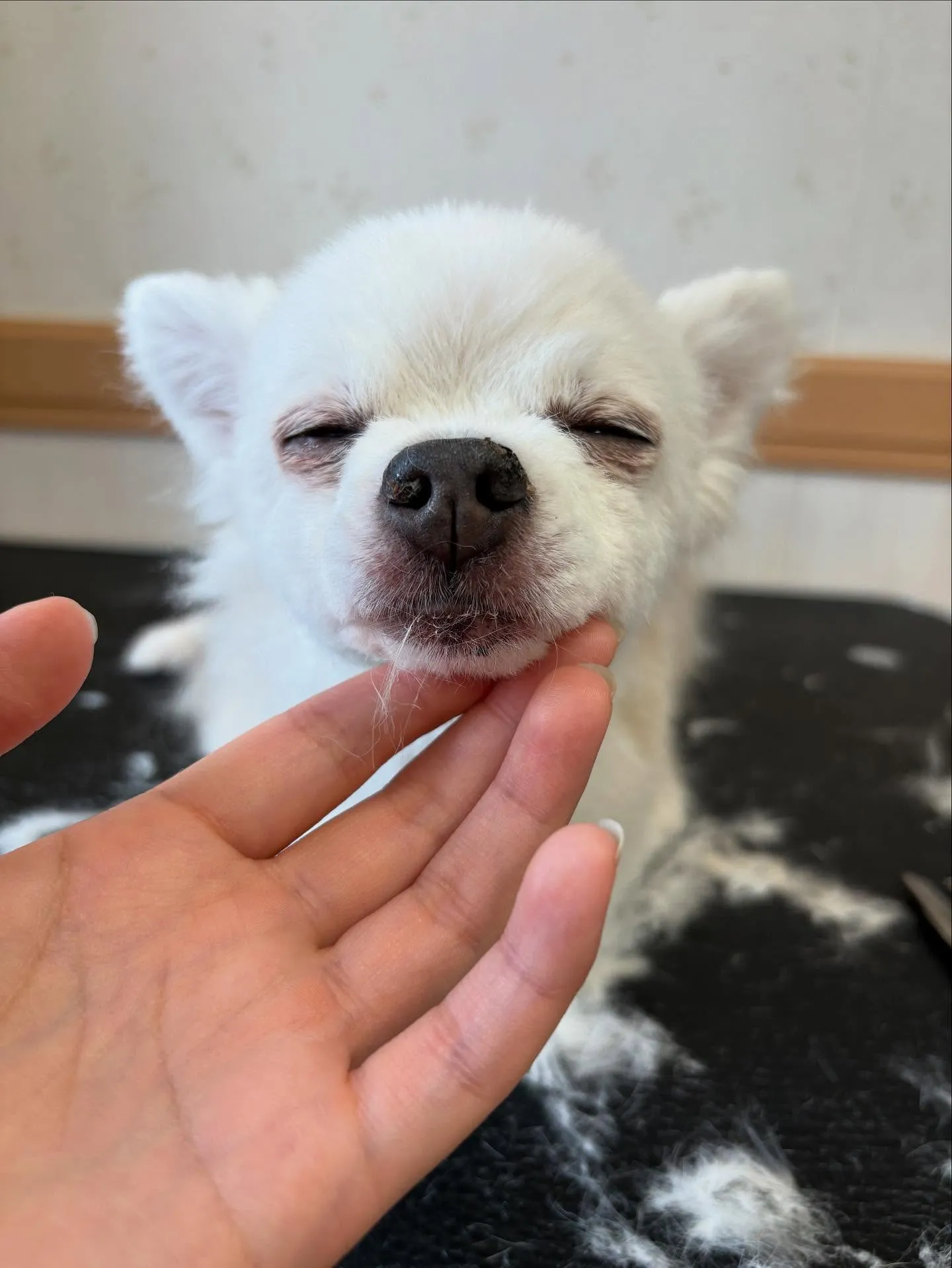 犬のトリミング✂️