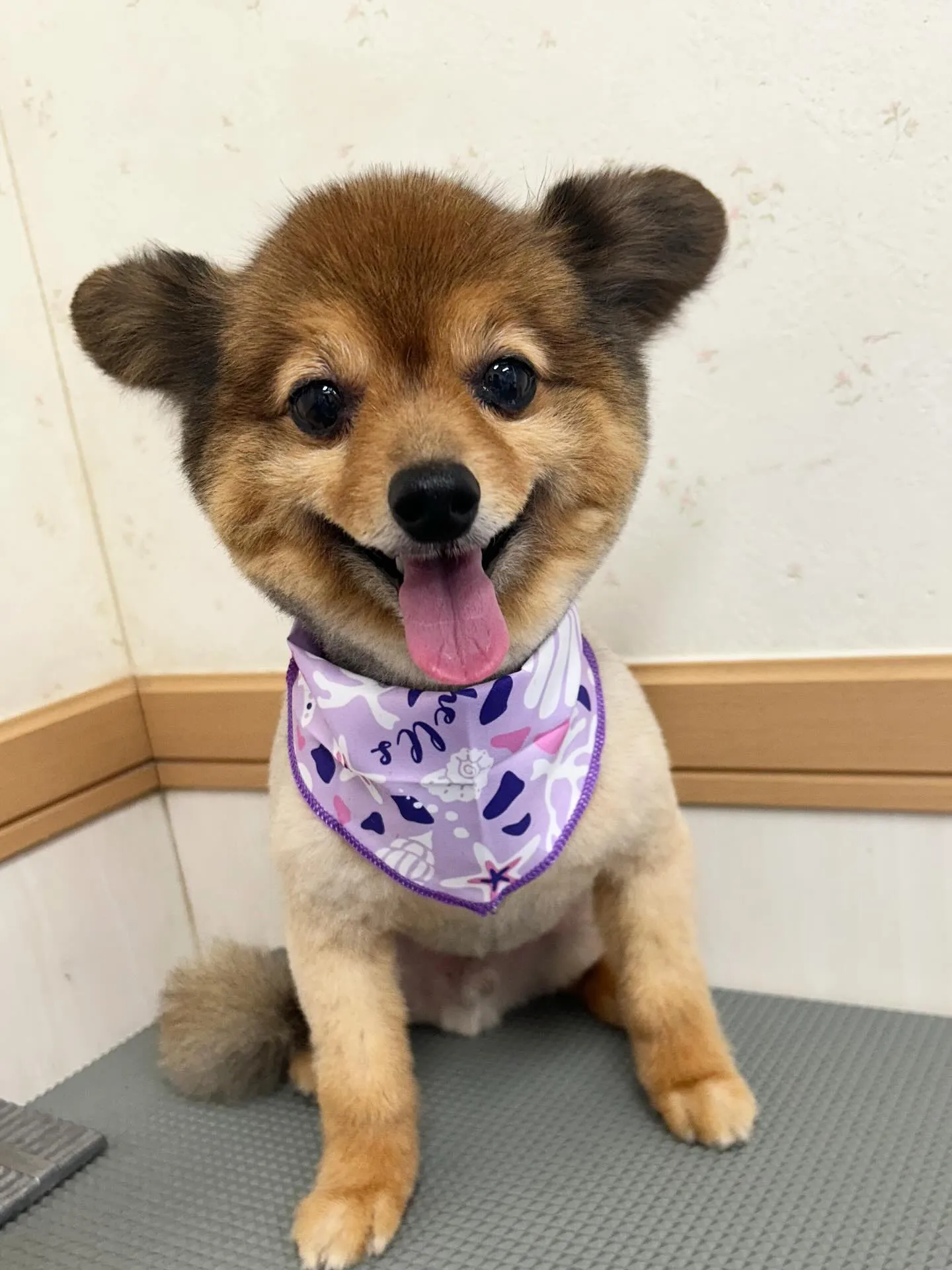 犬のトリミング✂️
