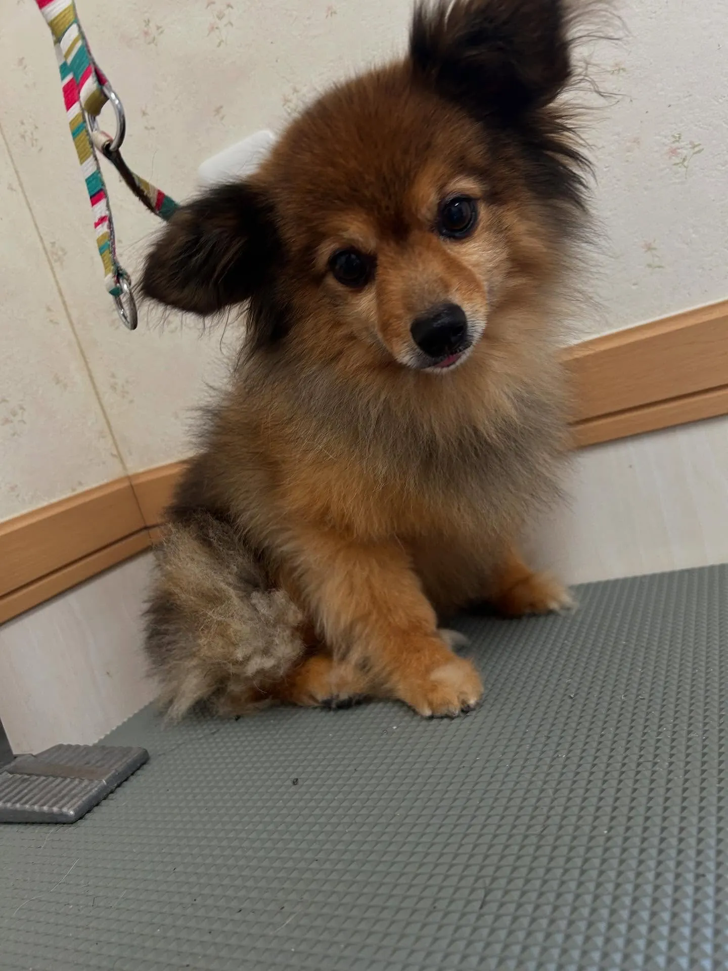 犬のトリミング✂️