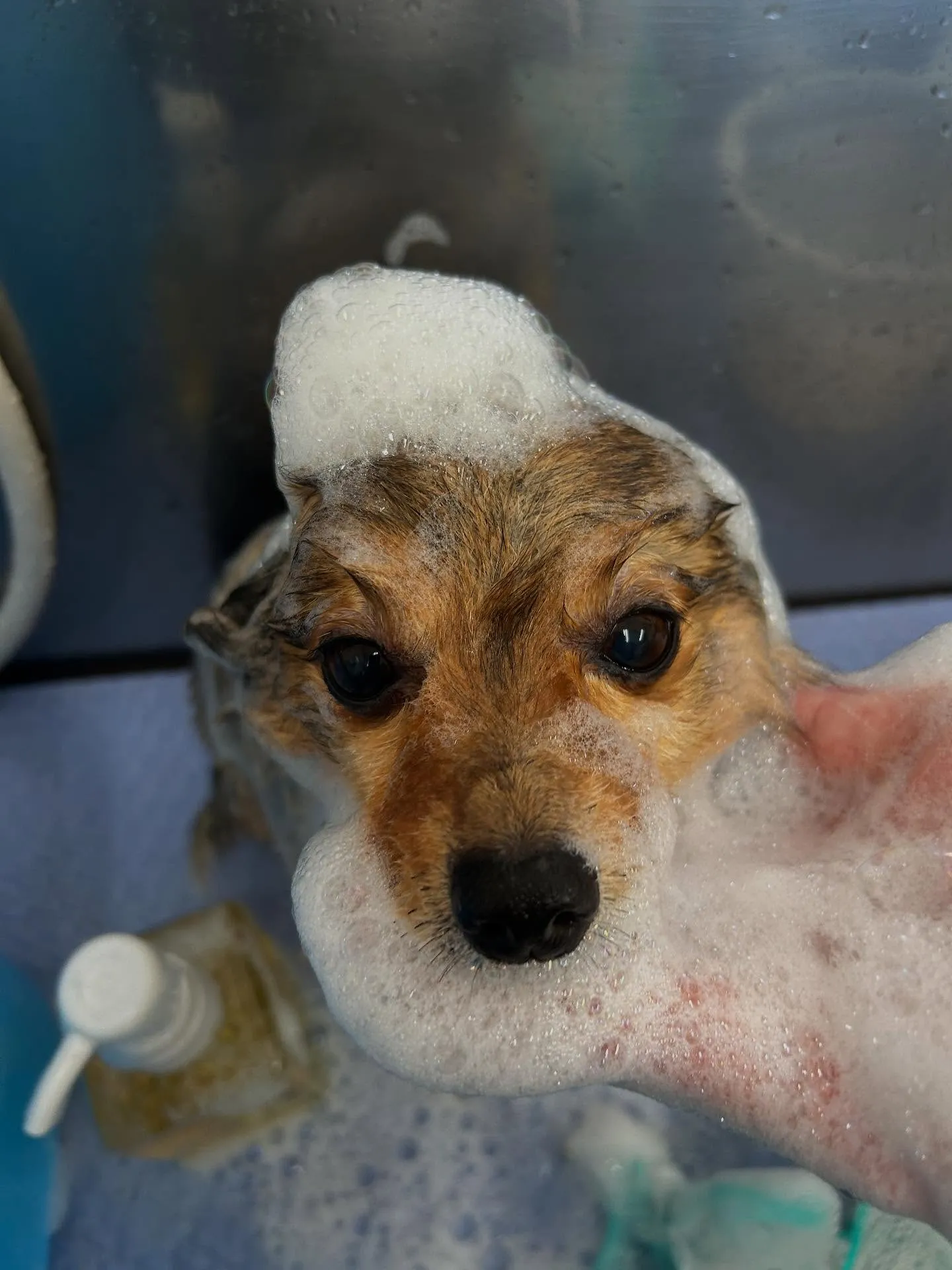 犬のトリミング✂️