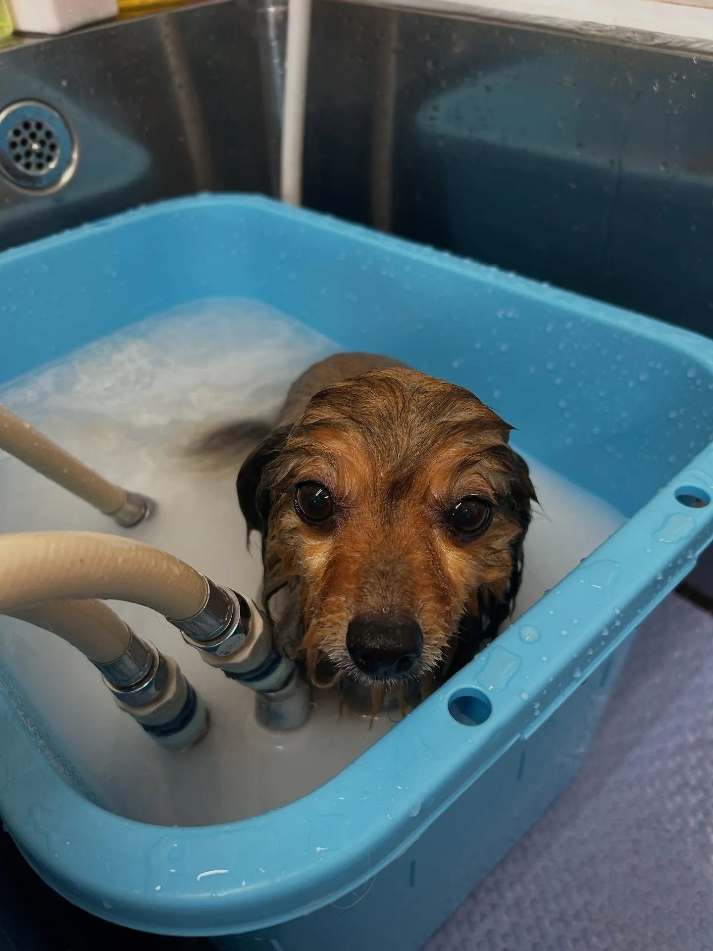 犬のトリミング✂️
