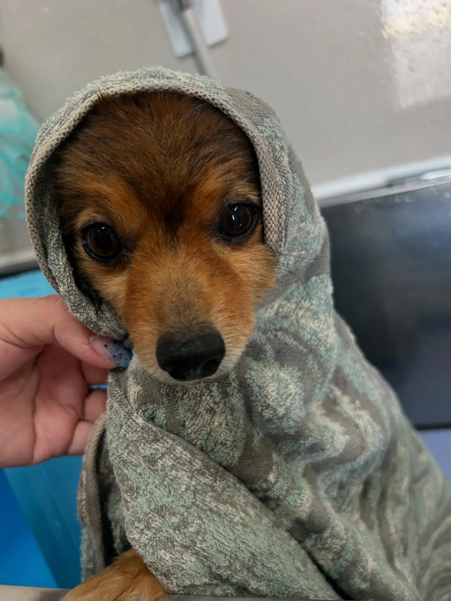 犬のトリミング✂️