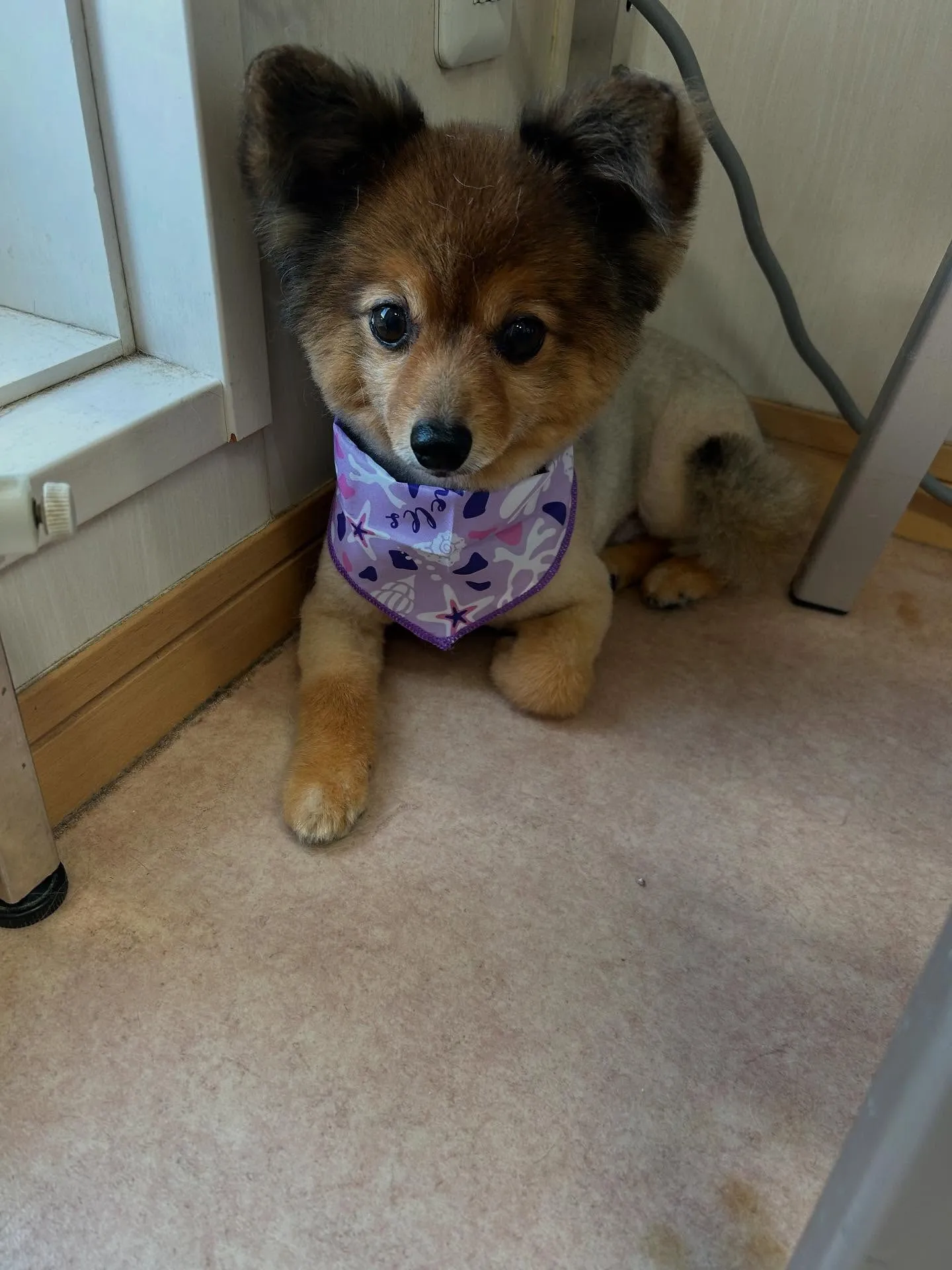 犬のトリミング✂️