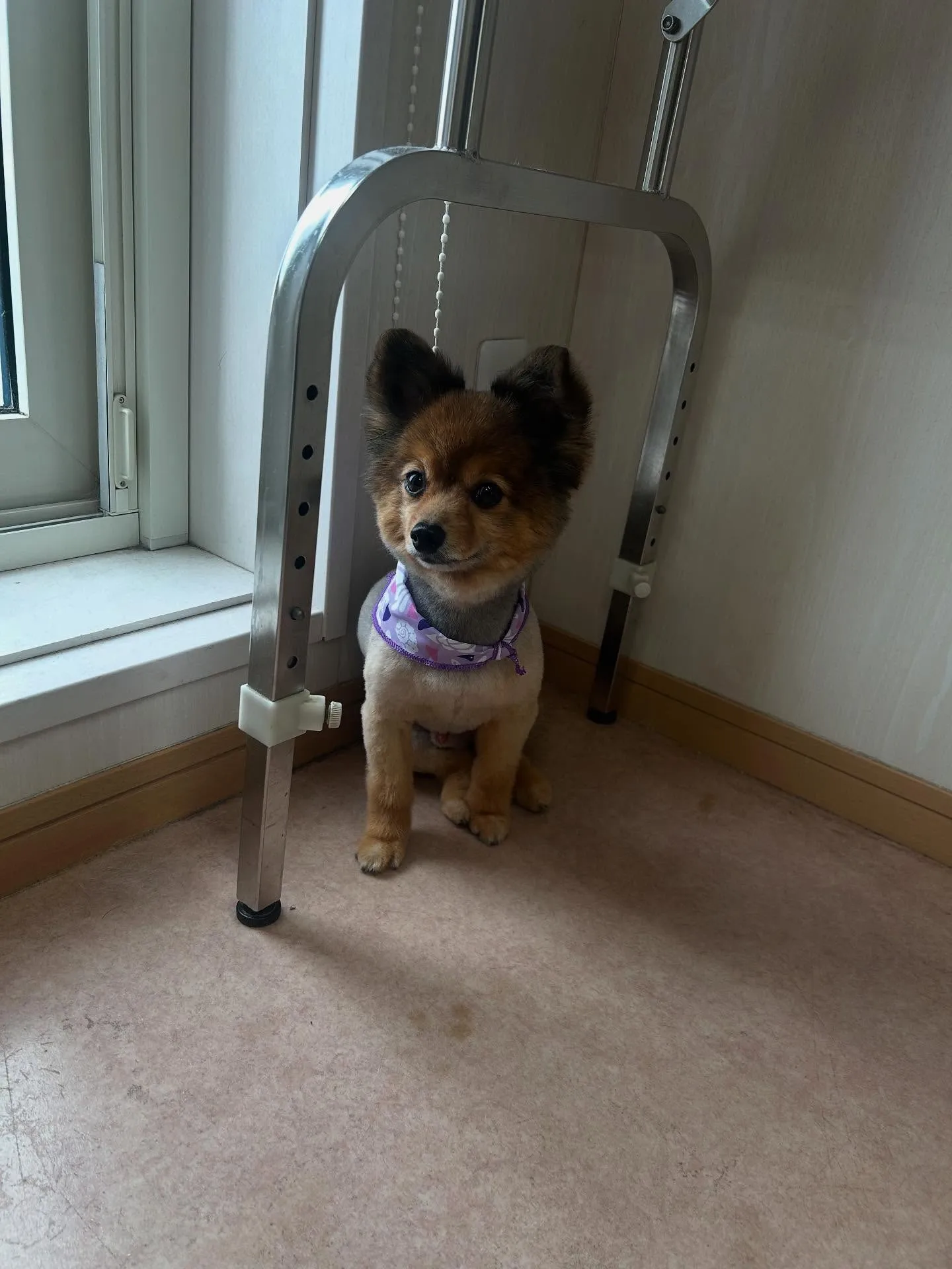 犬のトリミング✂️