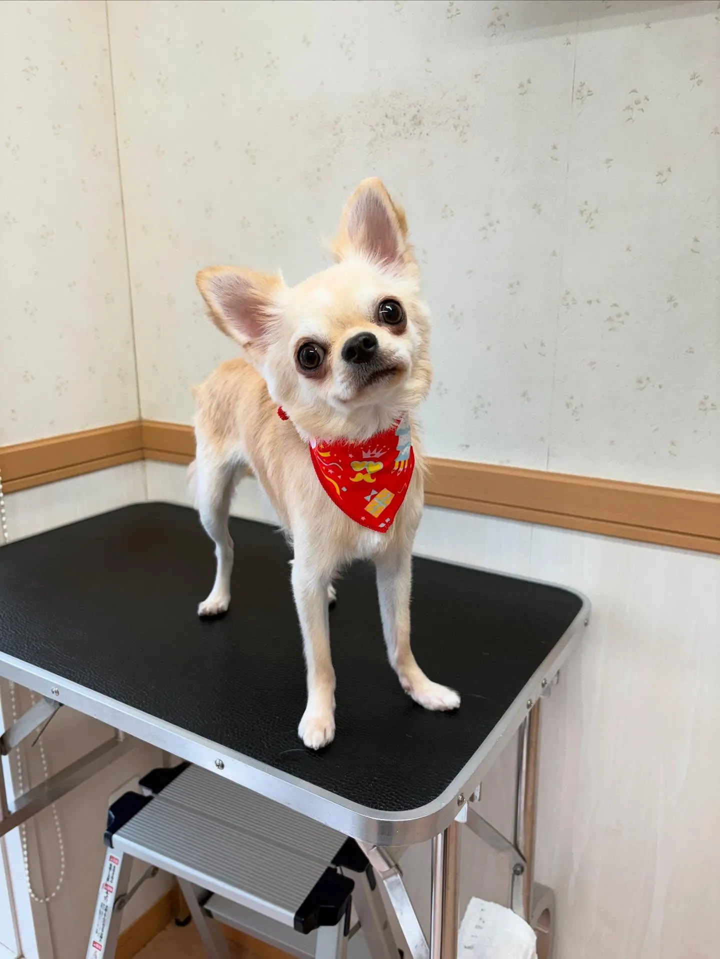犬のトリミング✂️