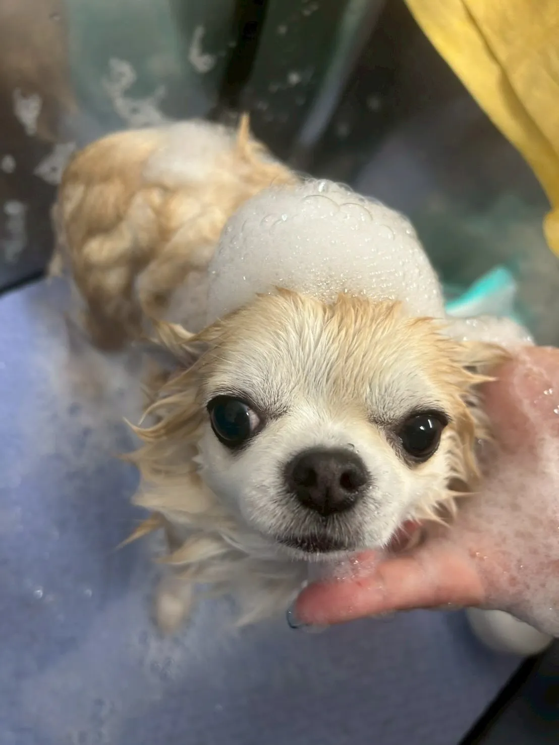 犬のトリミング✂️