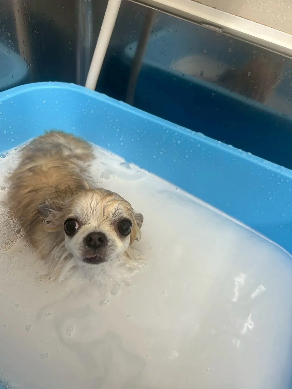 犬のトリミング✂️