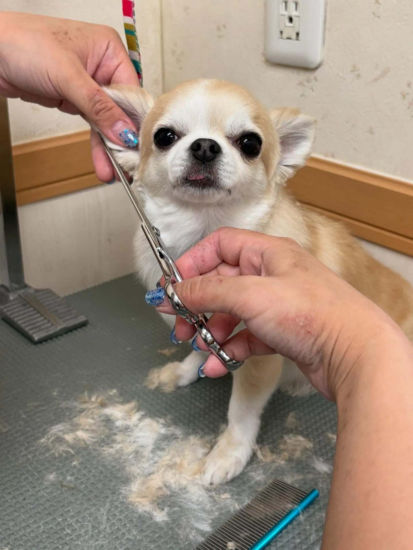犬のトリミング✂️