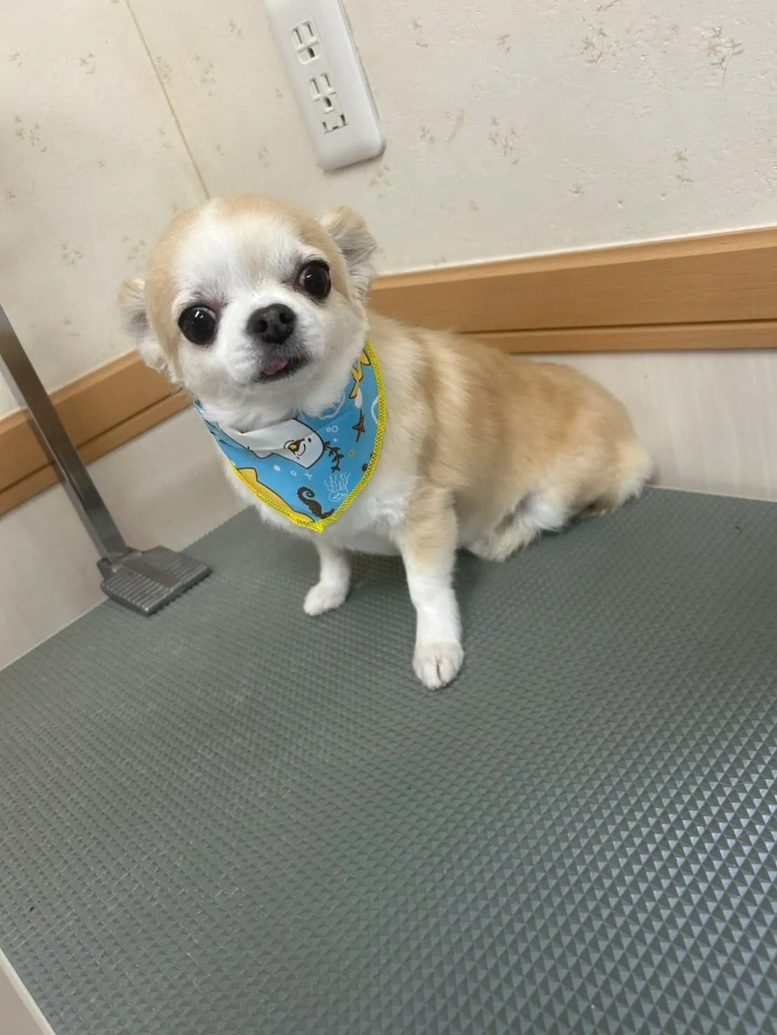 犬のトリミング✂️
